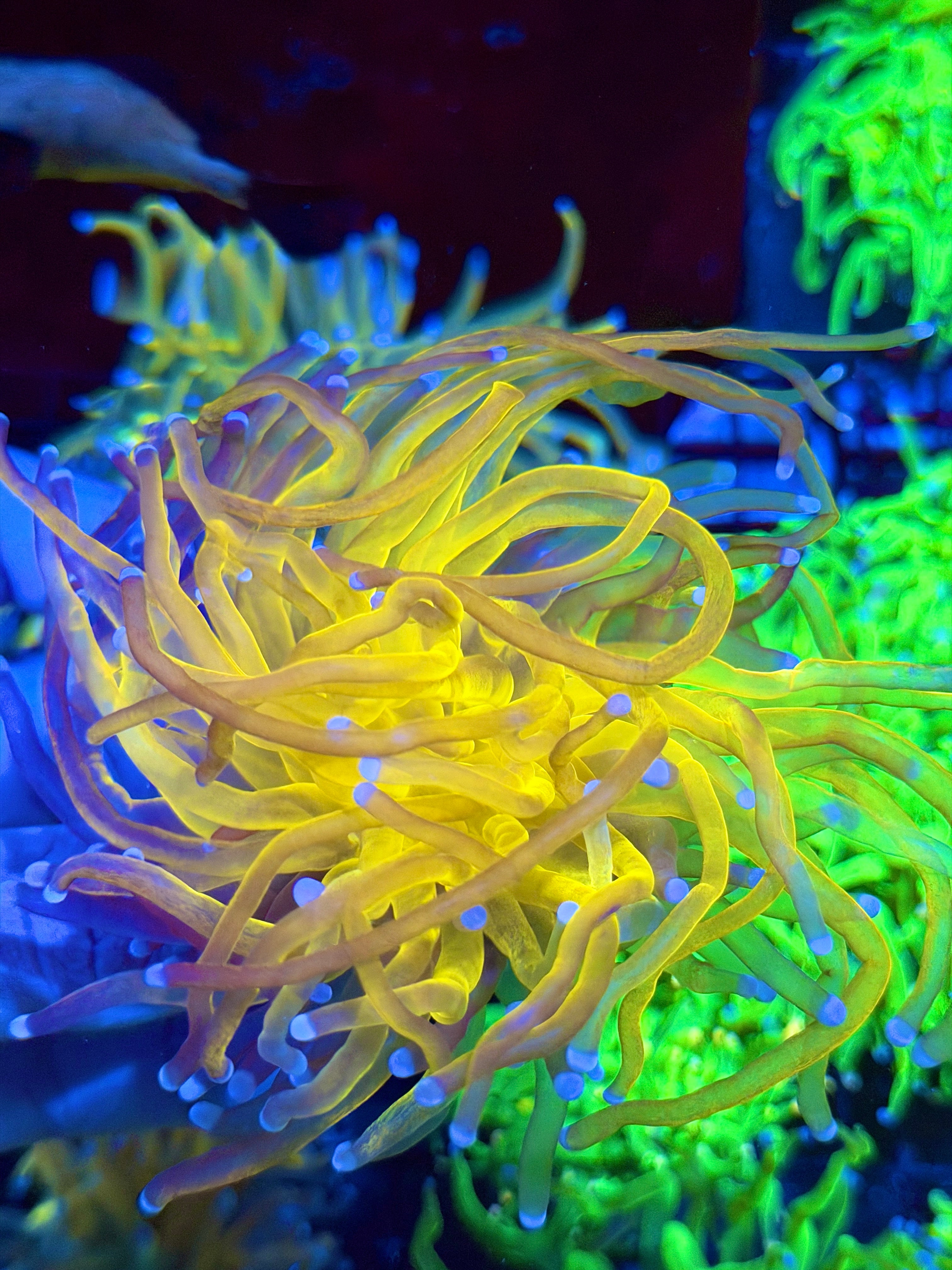 JEA Grafted Orange Tiger Torch Coral 1 XL Head Show piece 9/5