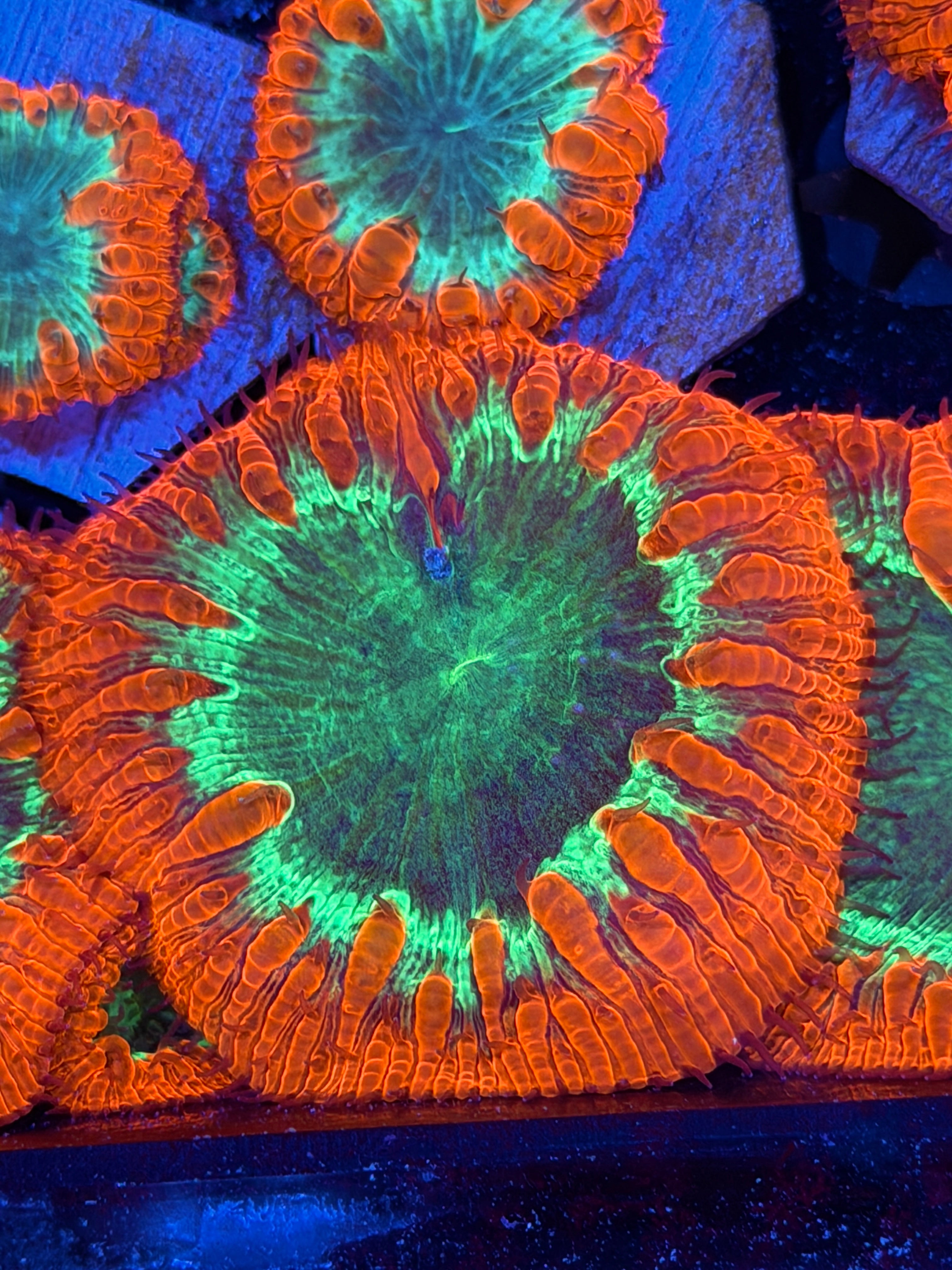JEA Pyromaniac Blastomussa Coral 1 XXXL Head 2” 7/31