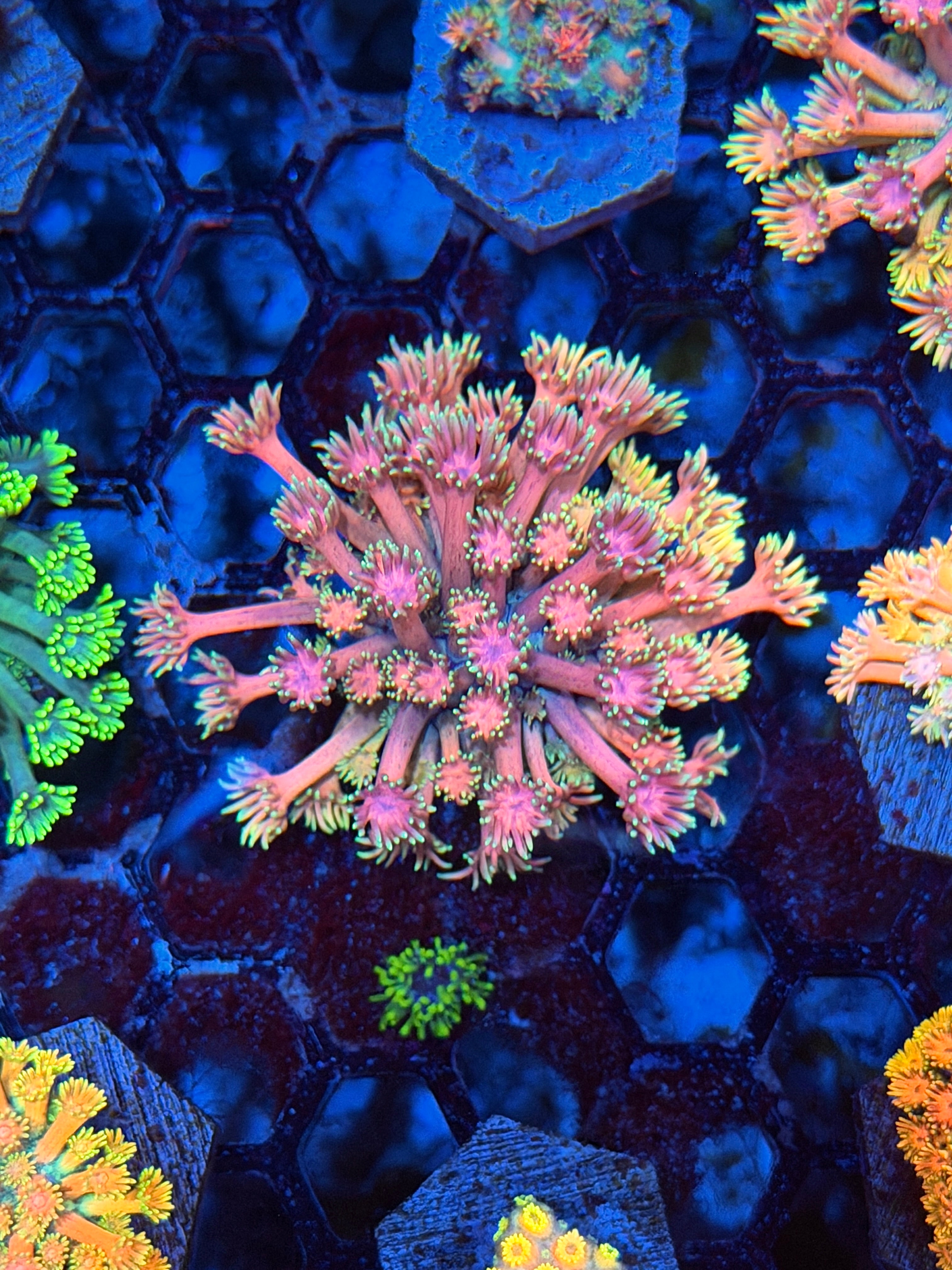 JEA Strawberry Daiquiri Goniopora Coral