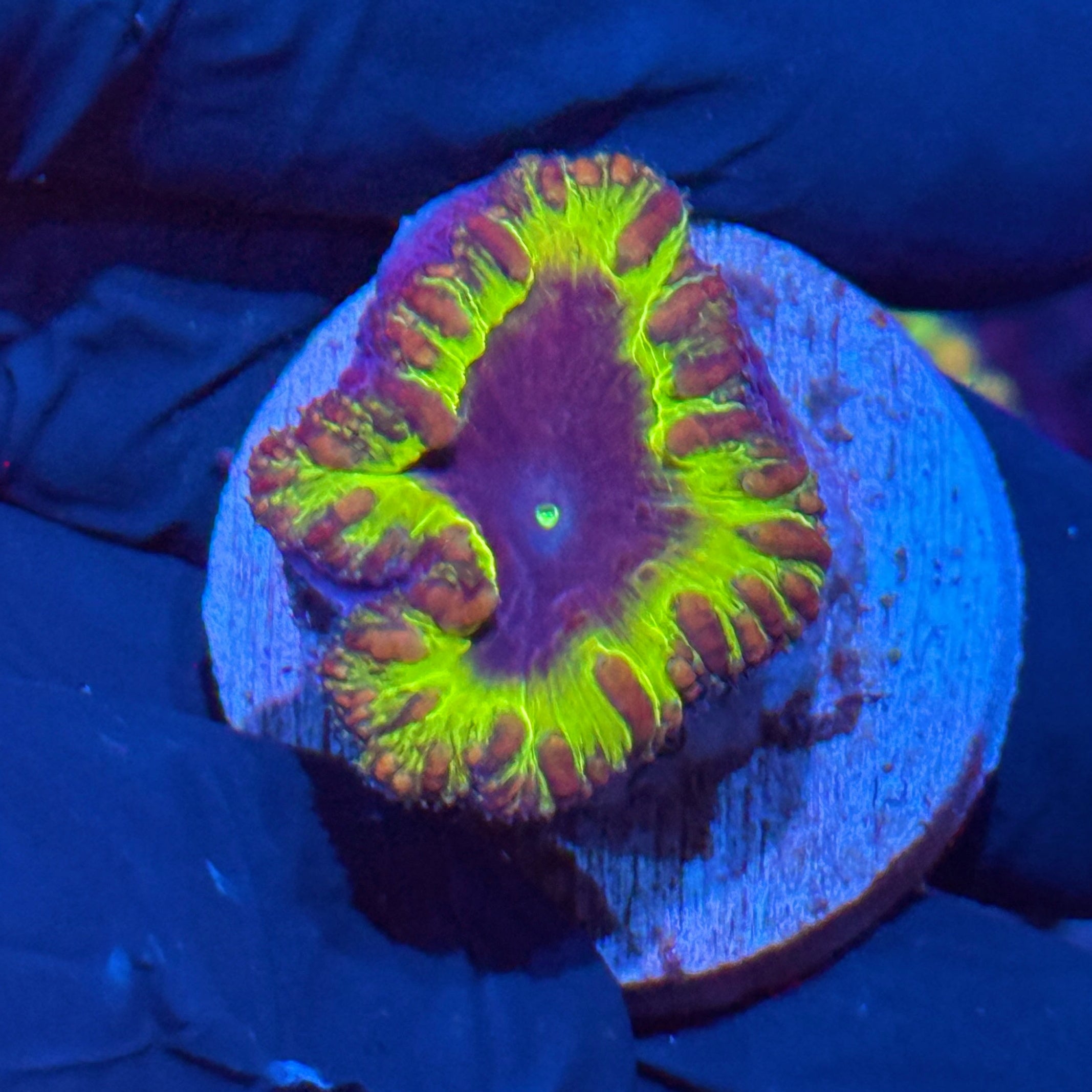 JEA Willy Wonka Blastomussa Coral