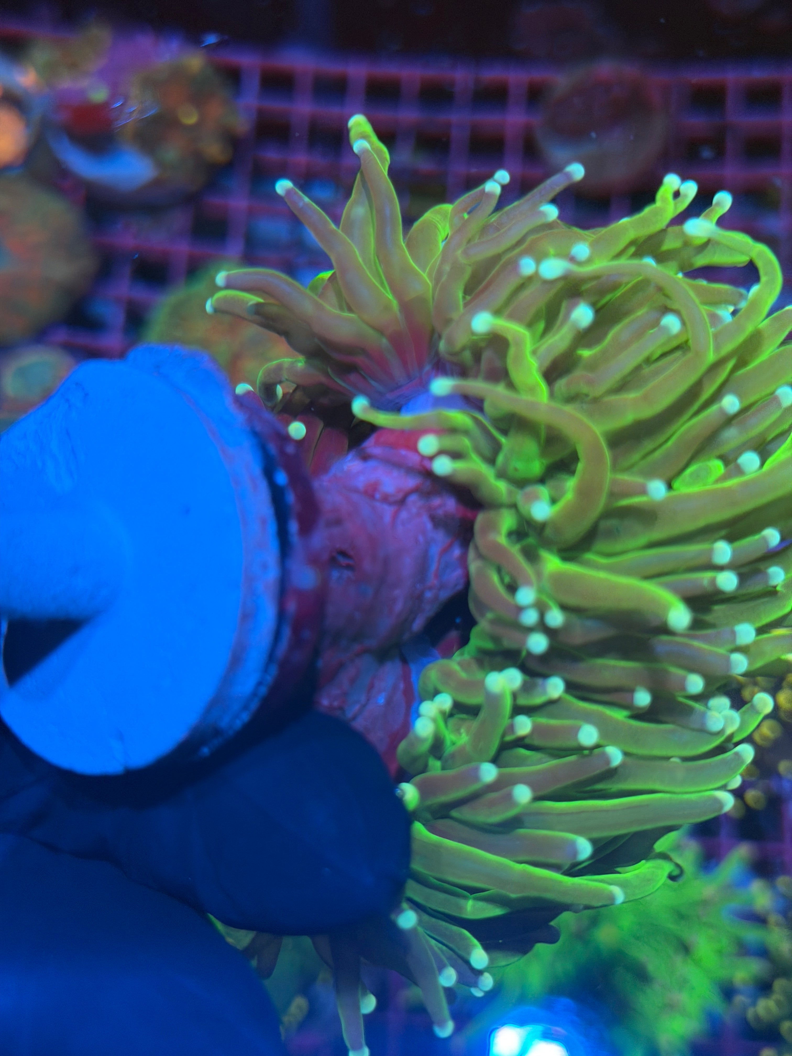 JEA Grafted Key Lime Pie Torch Coral Mini Colony 4 Heads Splitting XXXL Show Piece 8/1