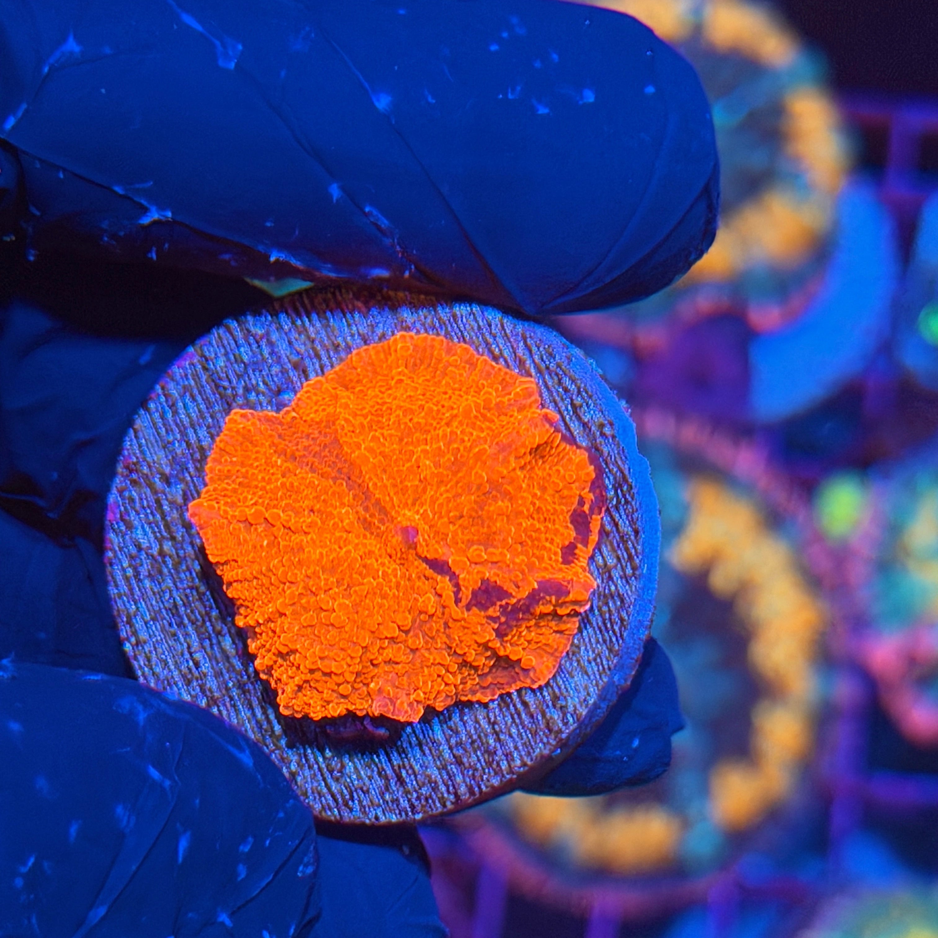 Jay's Exotic Corals