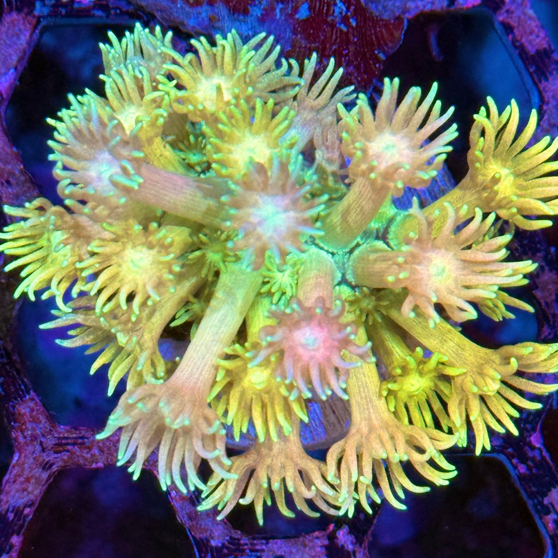 JEA Rainbow Daiquiri Goniopora Coral XL Frag 10/12