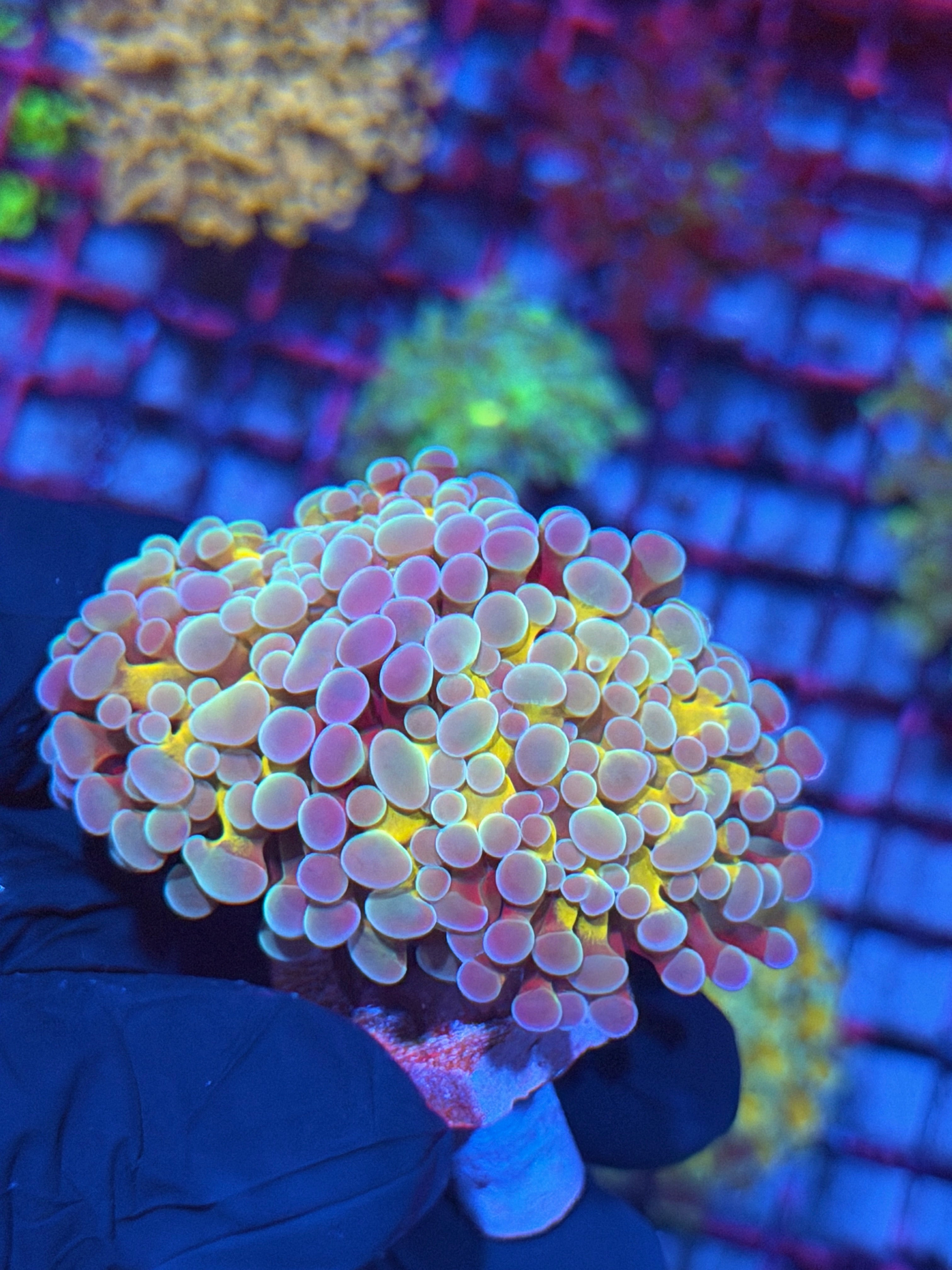 JEA Rainbow Blaster Hammer Coral 2 Heads XL 8/12