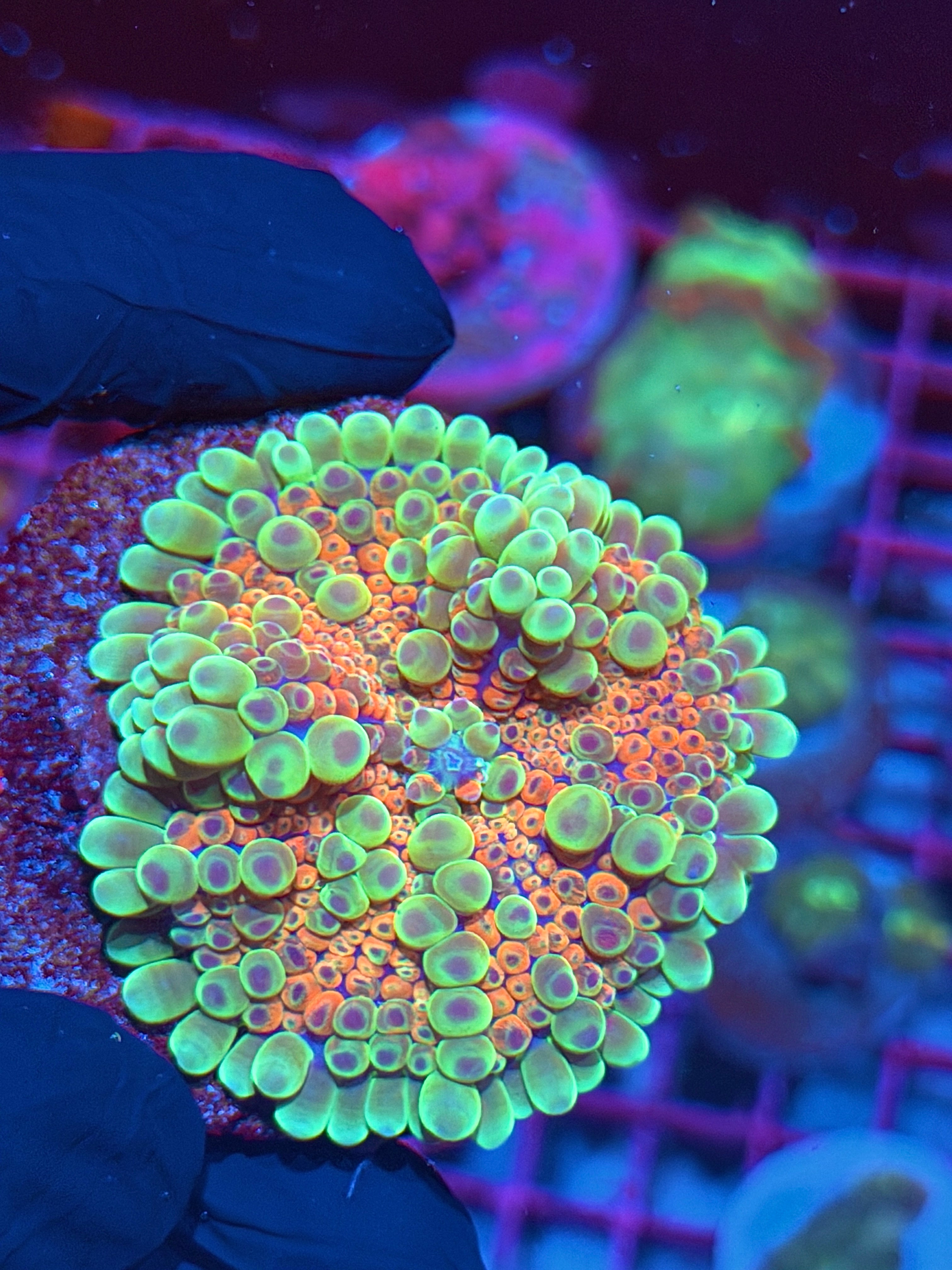 JEA Cosmic Candy Bounce Yuma Mushroom Coral XL BRIGHT 7/31