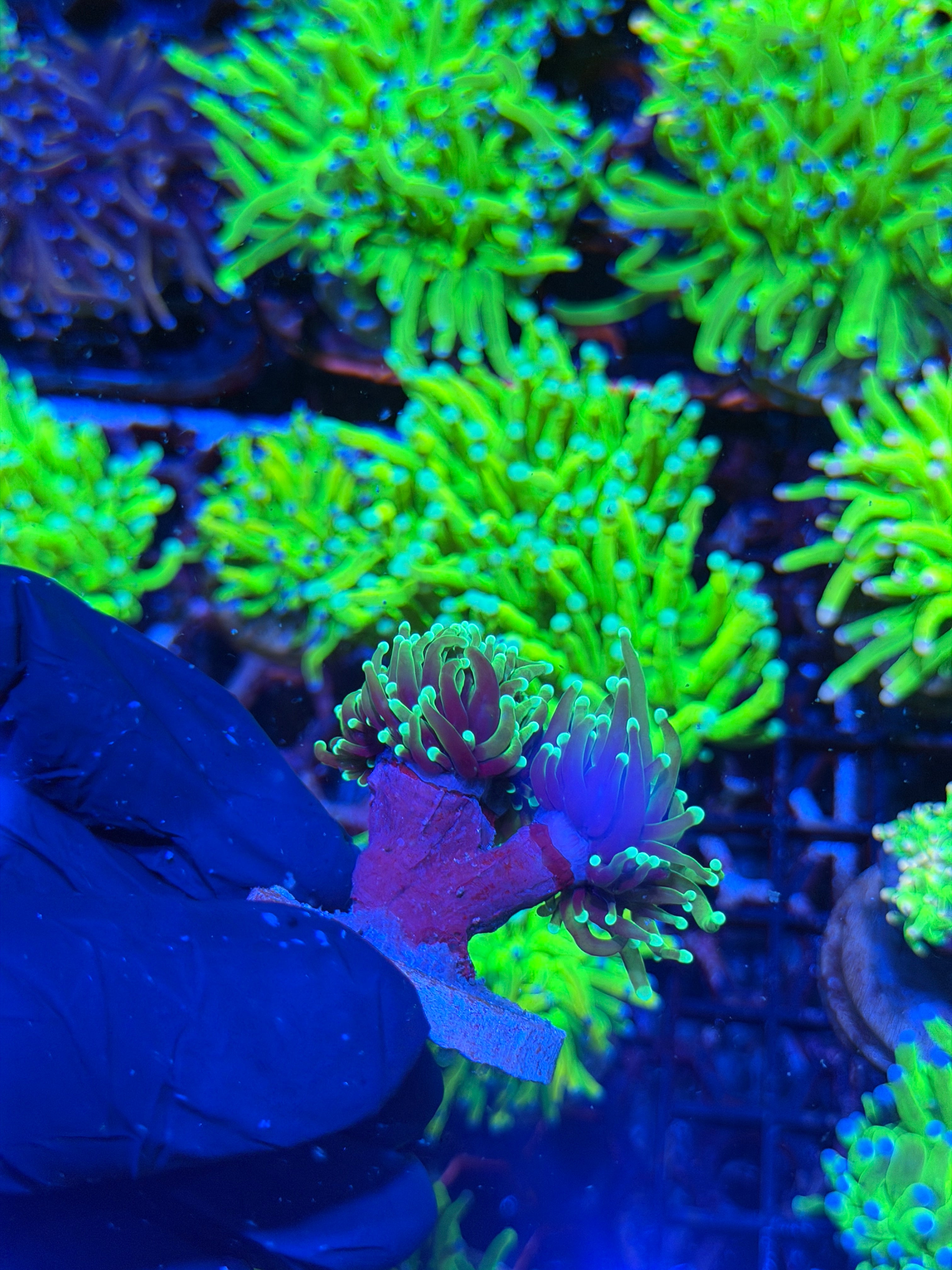 JEA Dragon Soul Torch Coral 2 Heads XL
