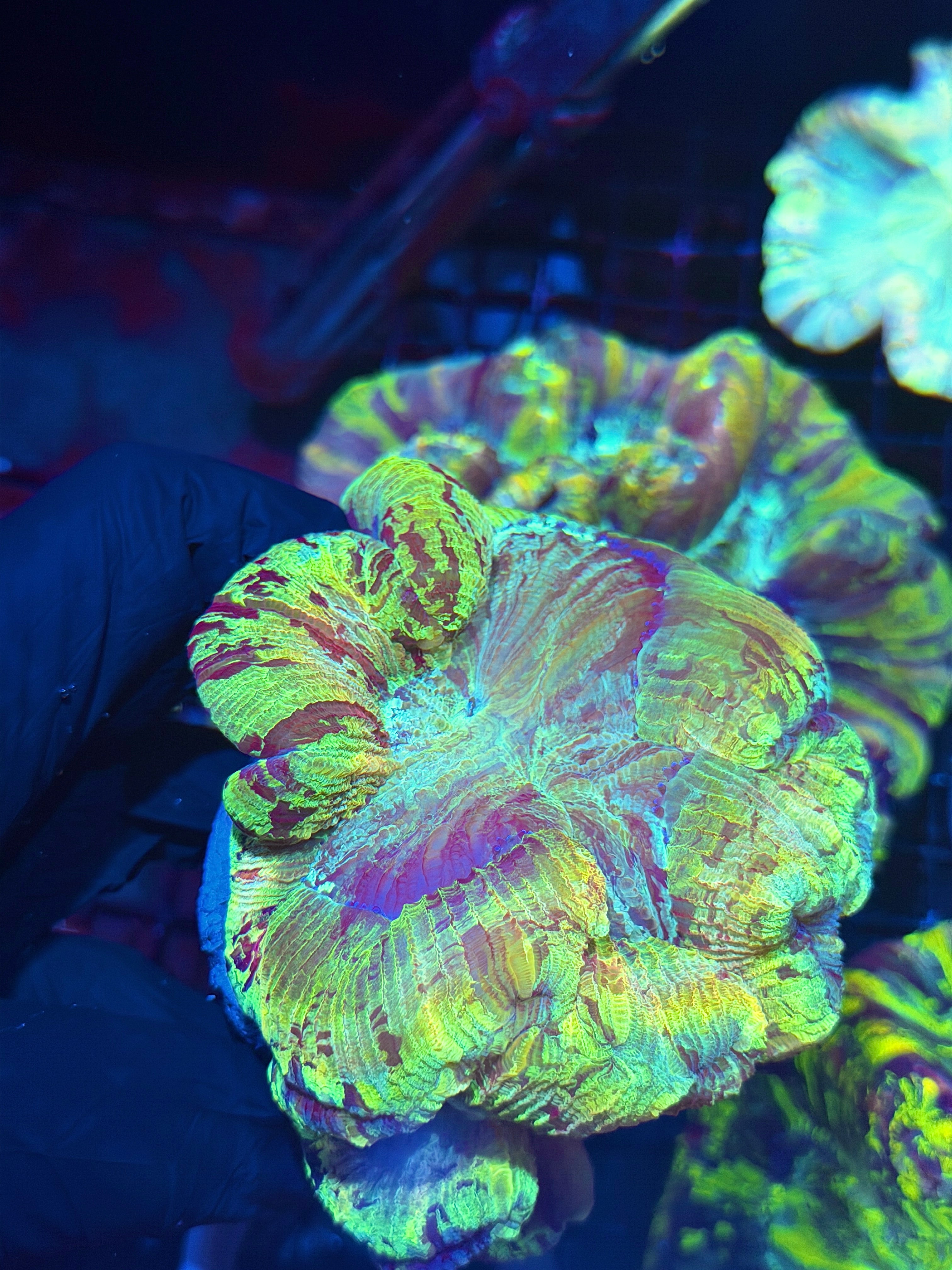 Rainbow Tie Dye Trachyphyllia Meat Coral XXL