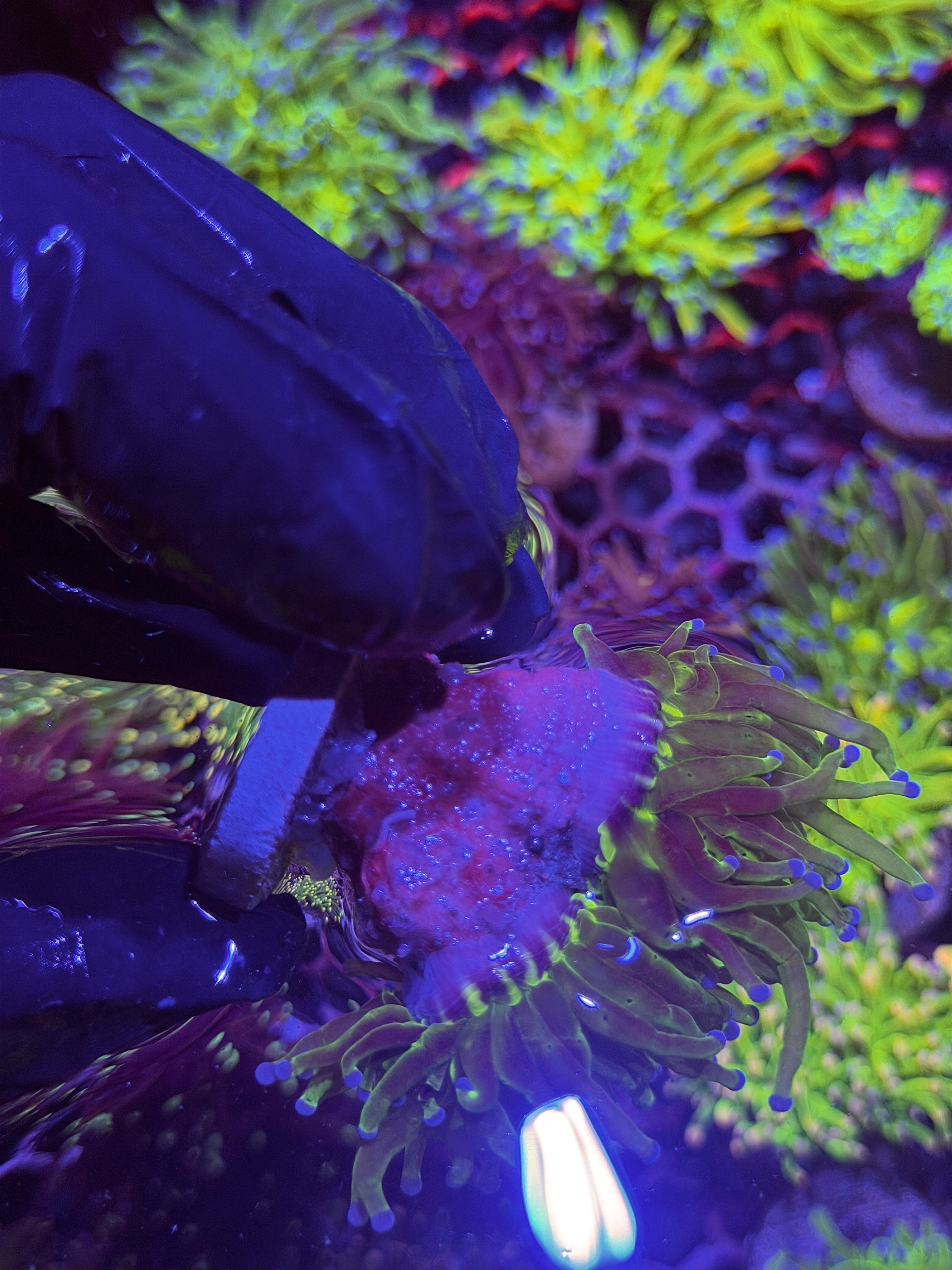JEA Grafted Holy Grail Torch Coral 2 Heads XL