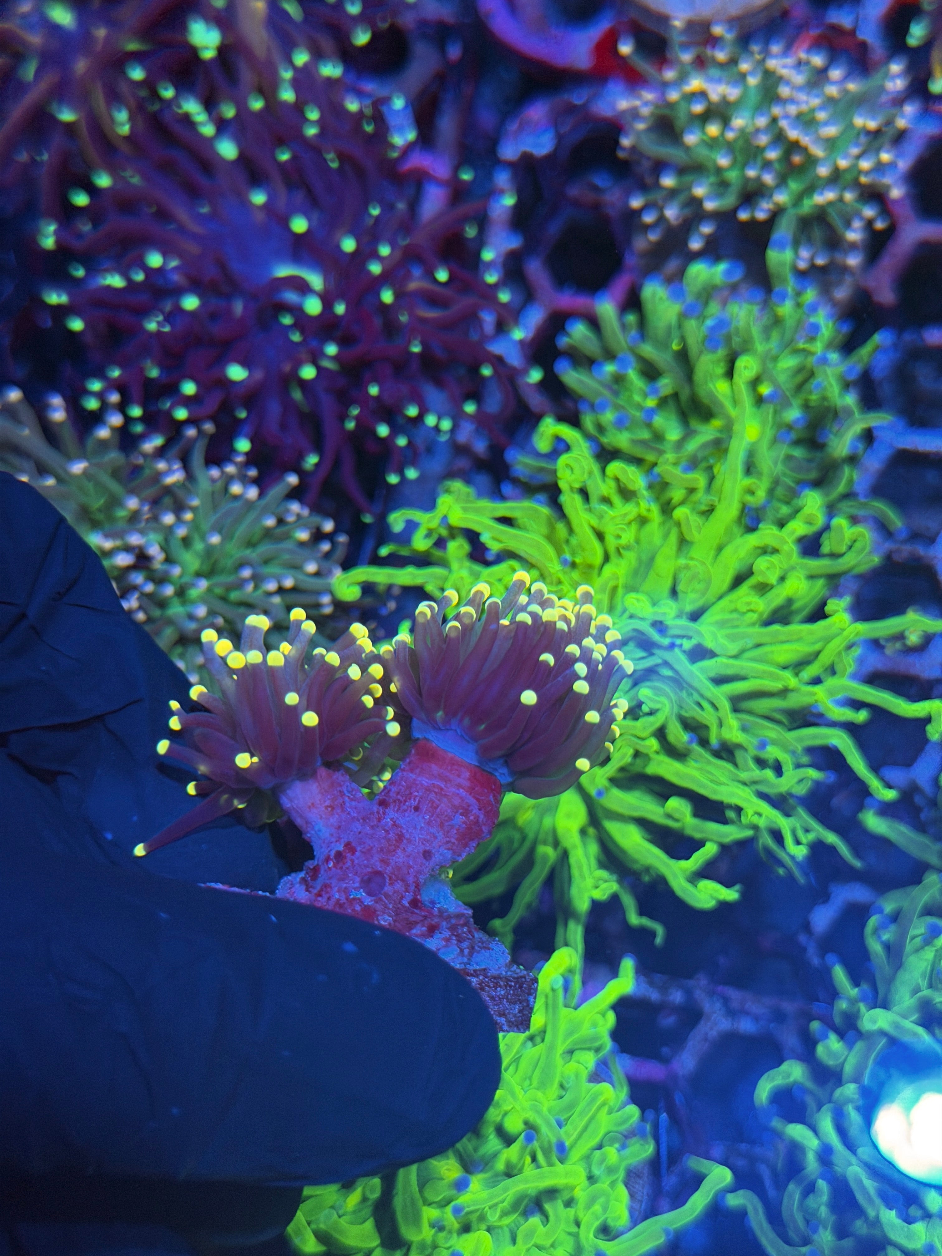 JEA Glowstick Torch Coral 2 Heads *New Release* 8/1