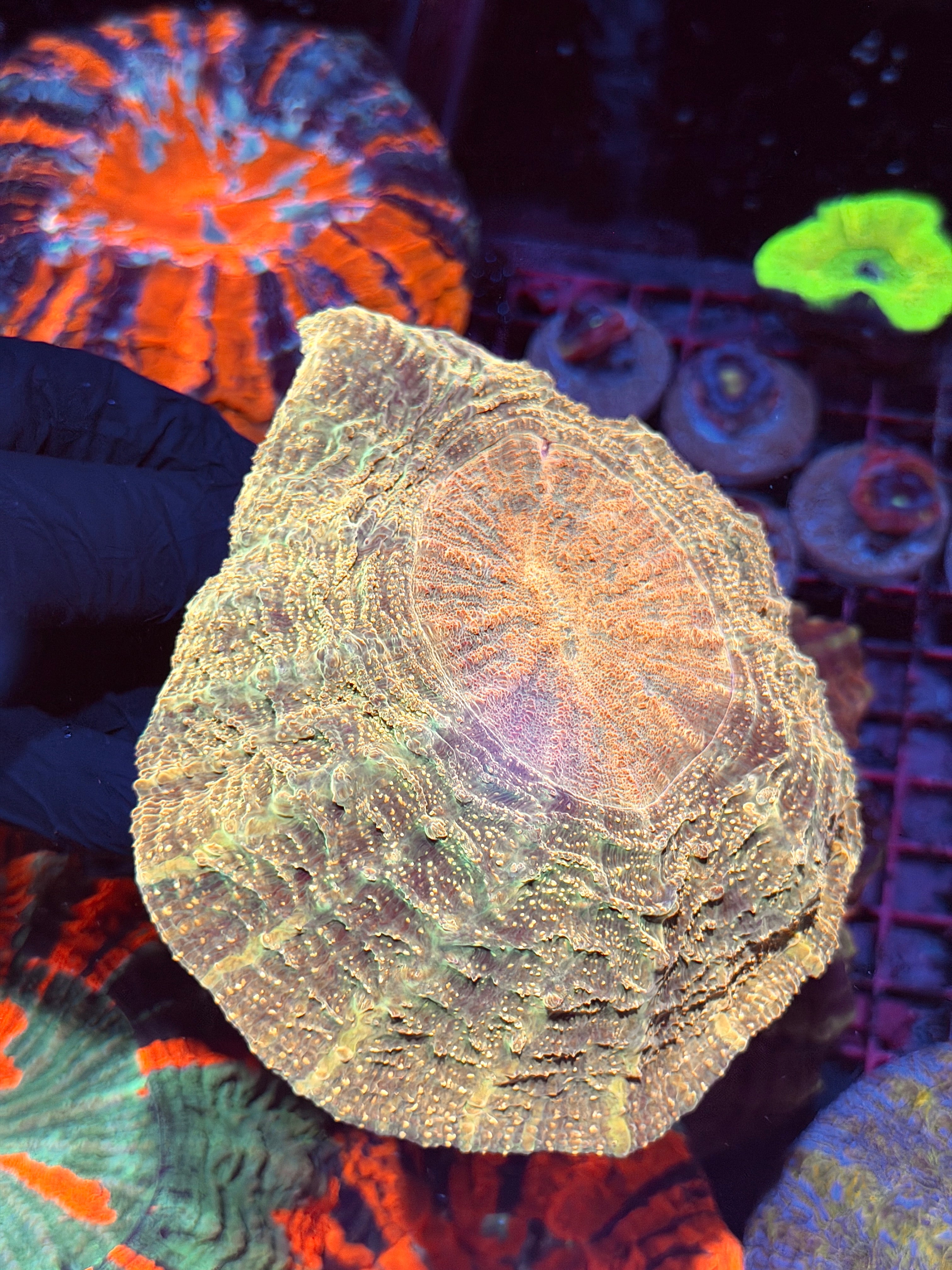 Yellow Glitter Acanthophyllia Meat Coral XL BRIGHT 8/24