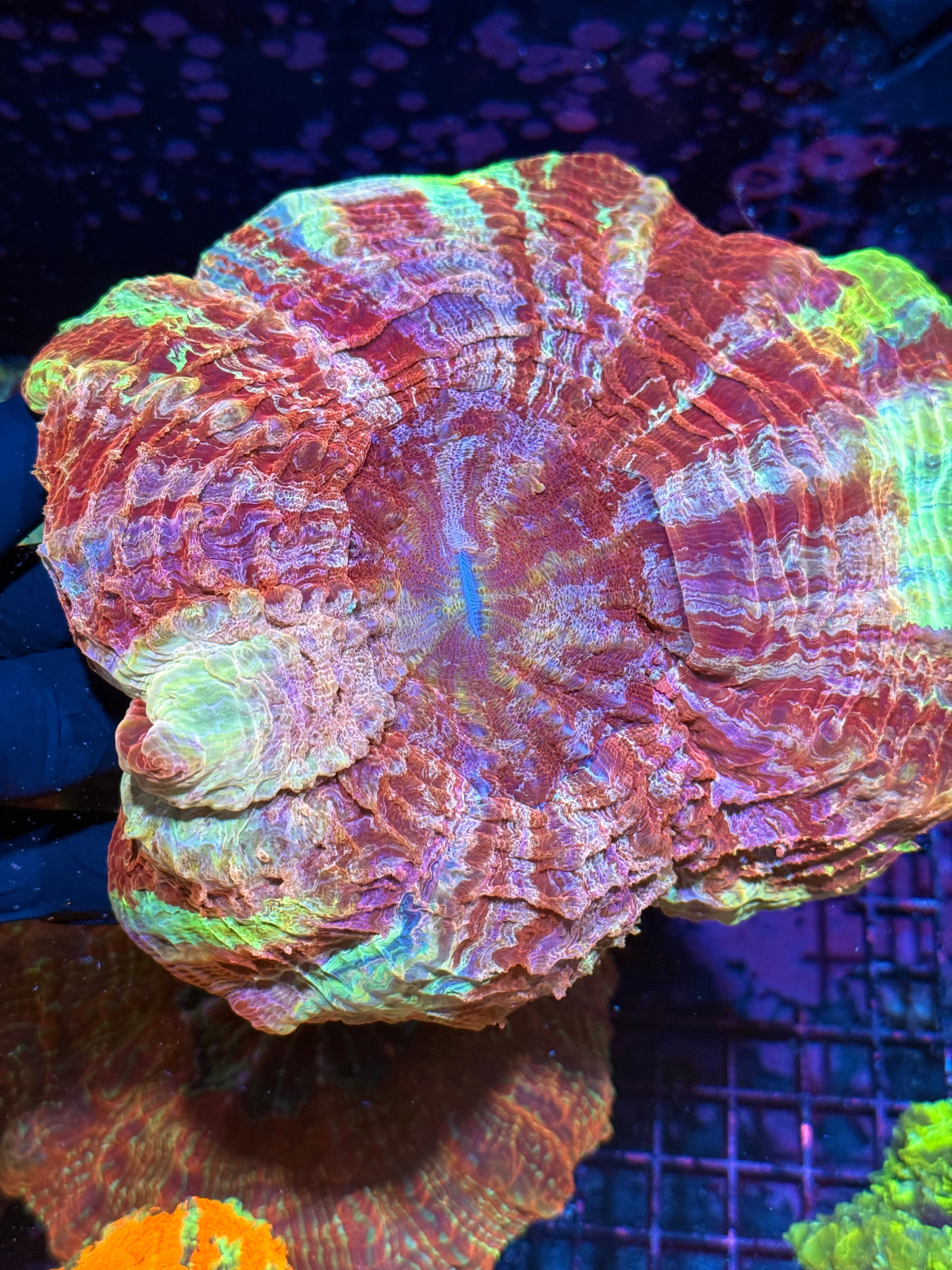 Insane Striped 4 Color Rainbow  Acanthophyllia Meat Coral SHOW PIECE 10/12
