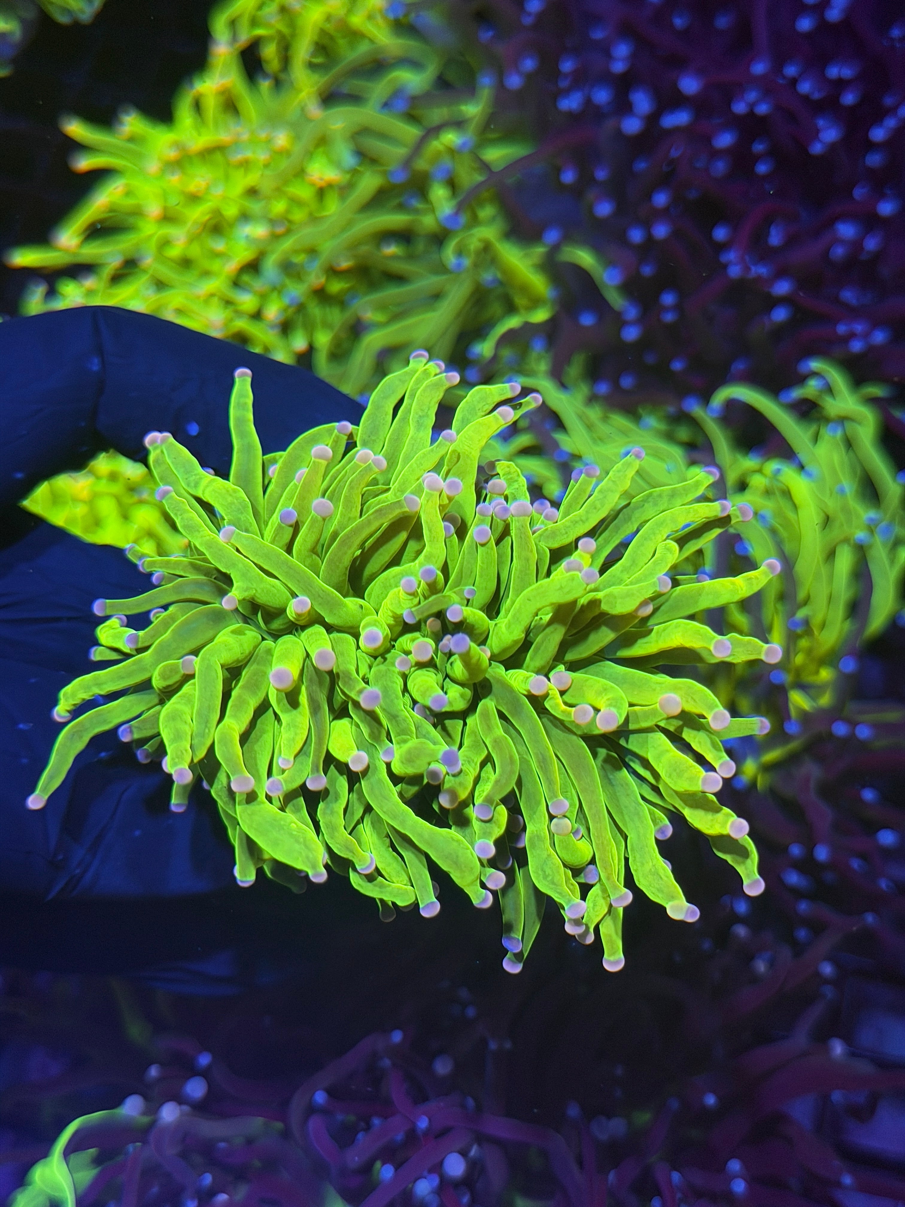 JEA Skittles Holy Grail Torch Coral 2 Heads XXL (Pink + Purple Tips)