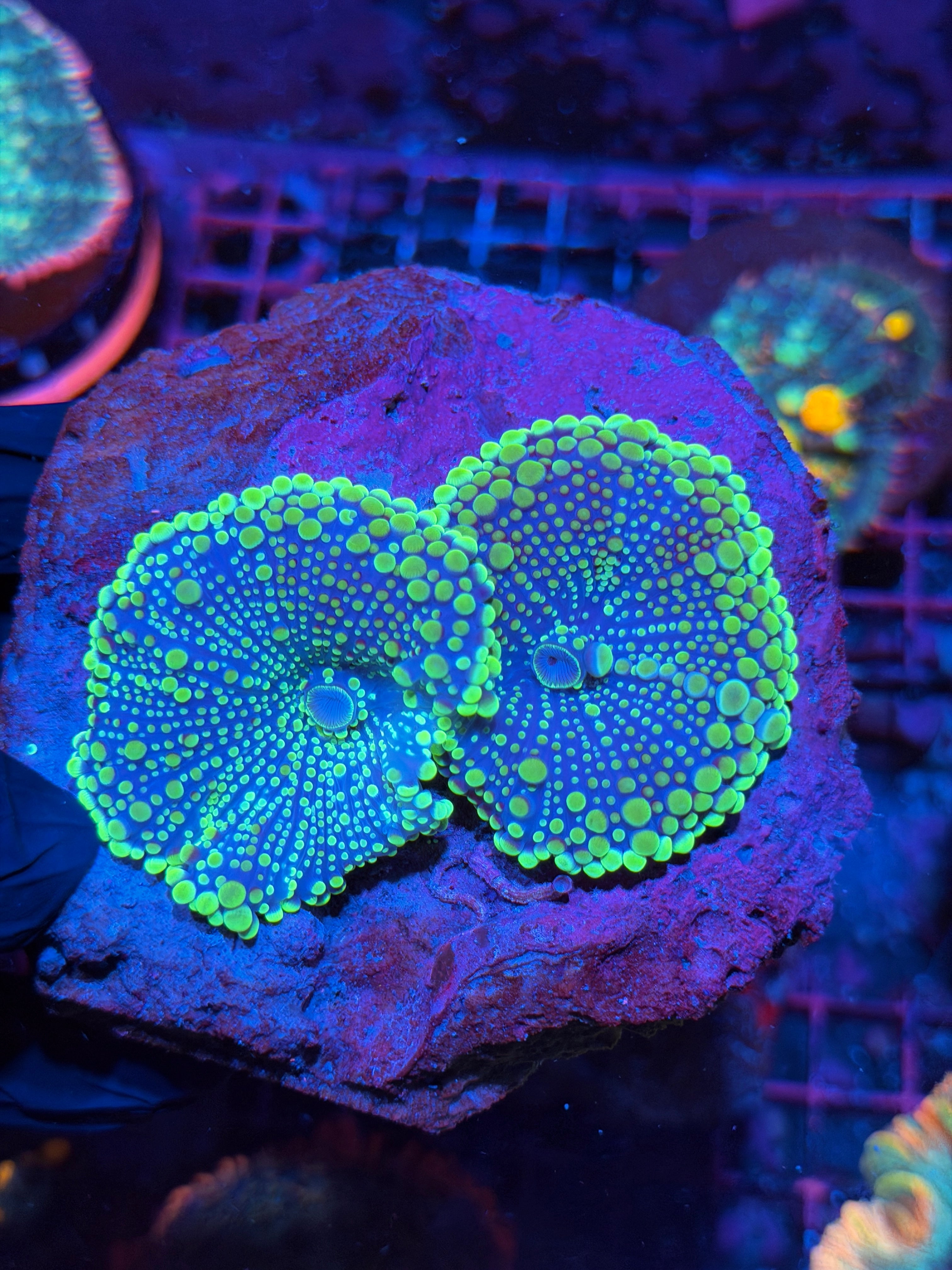 JEA Glow Stick Yuma Mushroom Coral Multi Mushroom Rock XXL 2/24