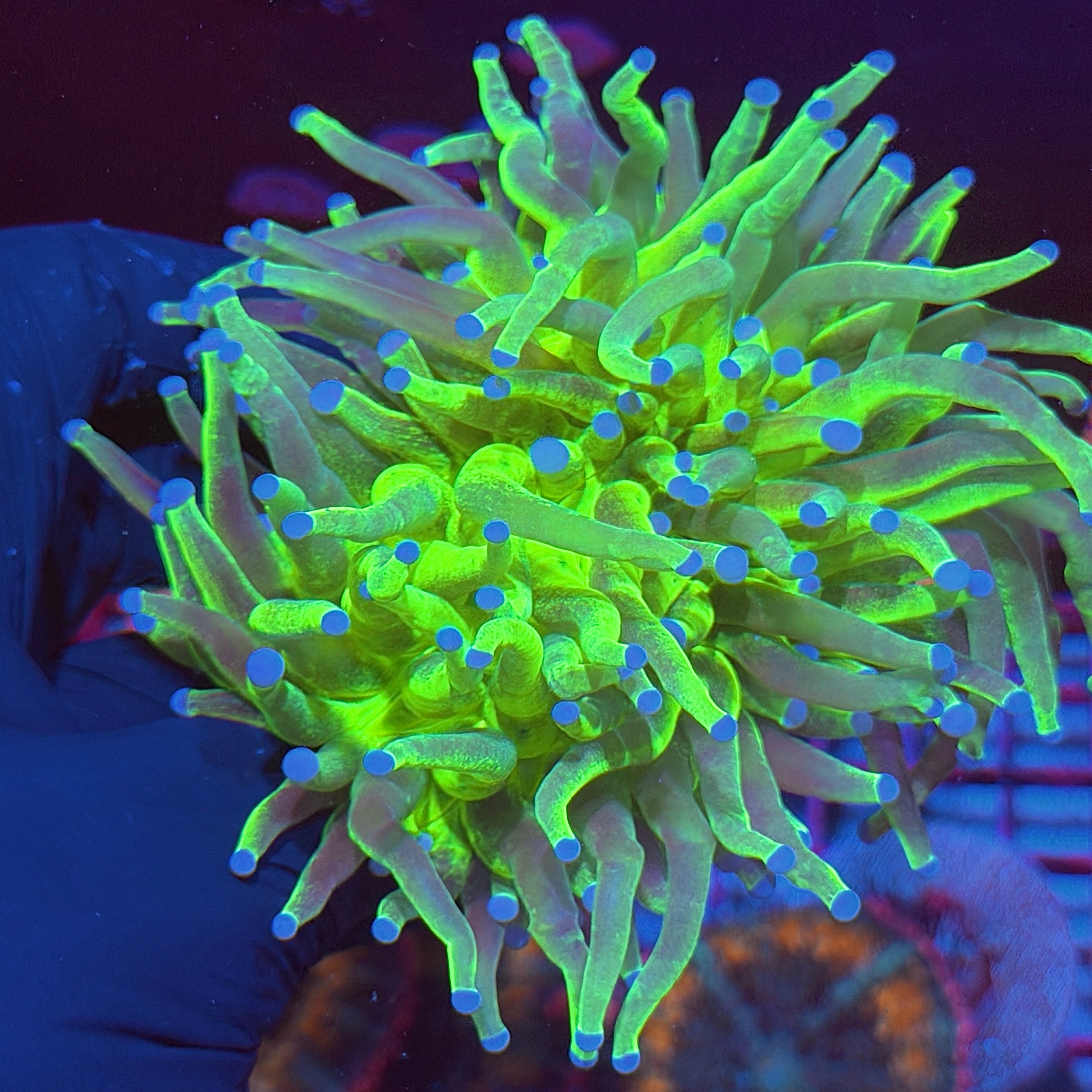 Jay's Exotic Corals