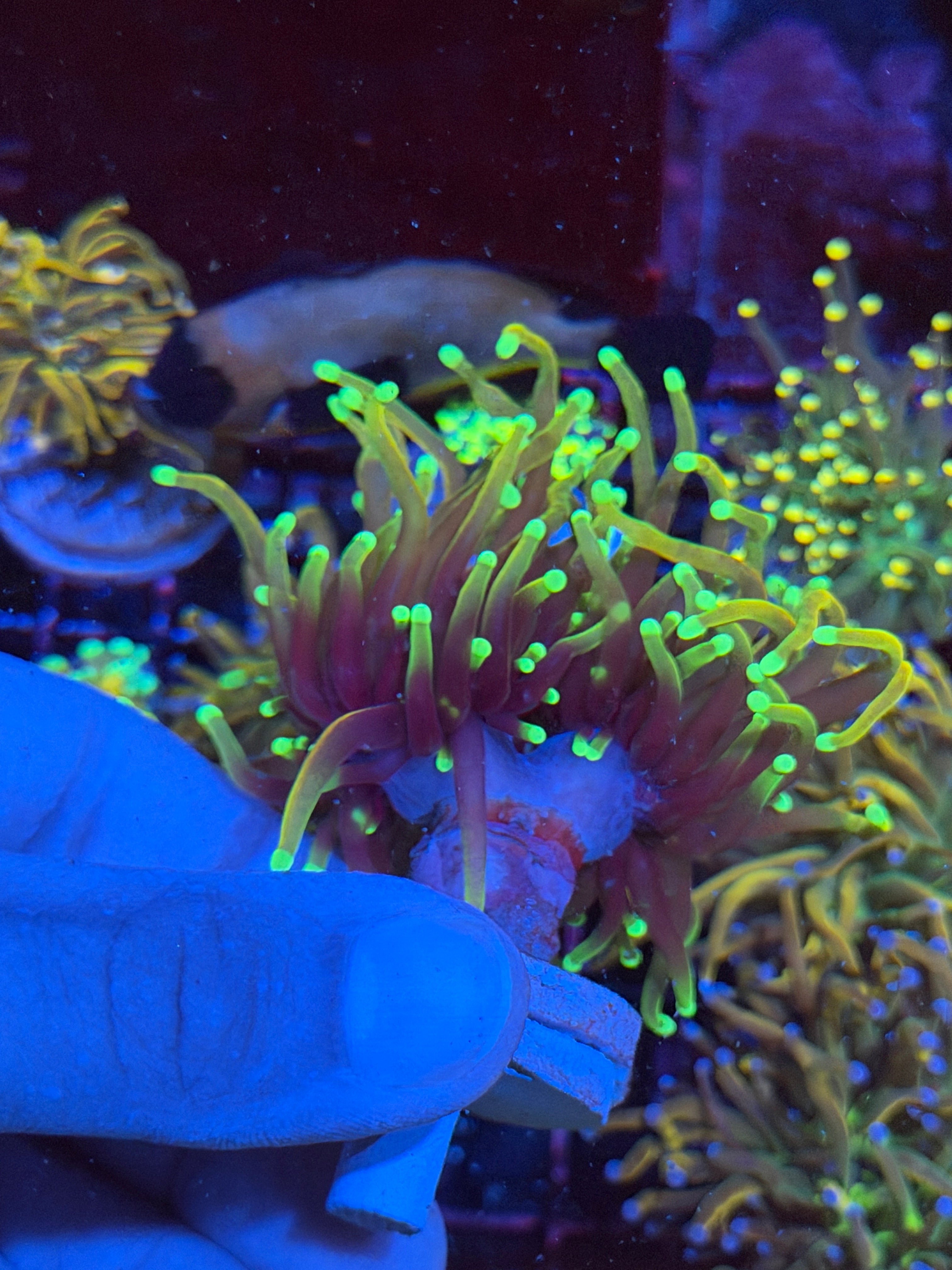 JEA Dragon Fire Torch Coral 2 Heads XL