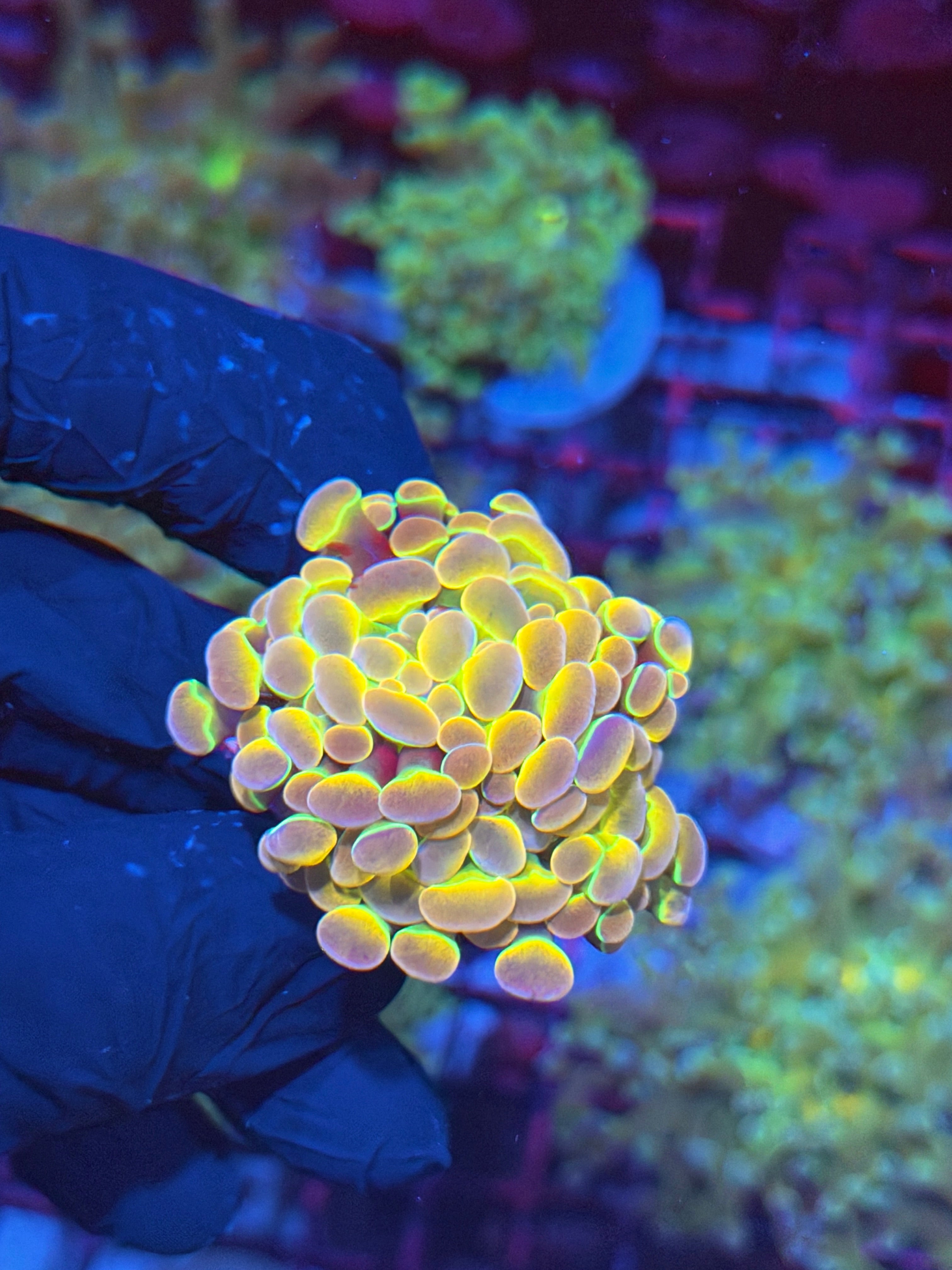 JEA Rainbow Dreams Hammer Coral 1 XL Head Splitting 8/1
