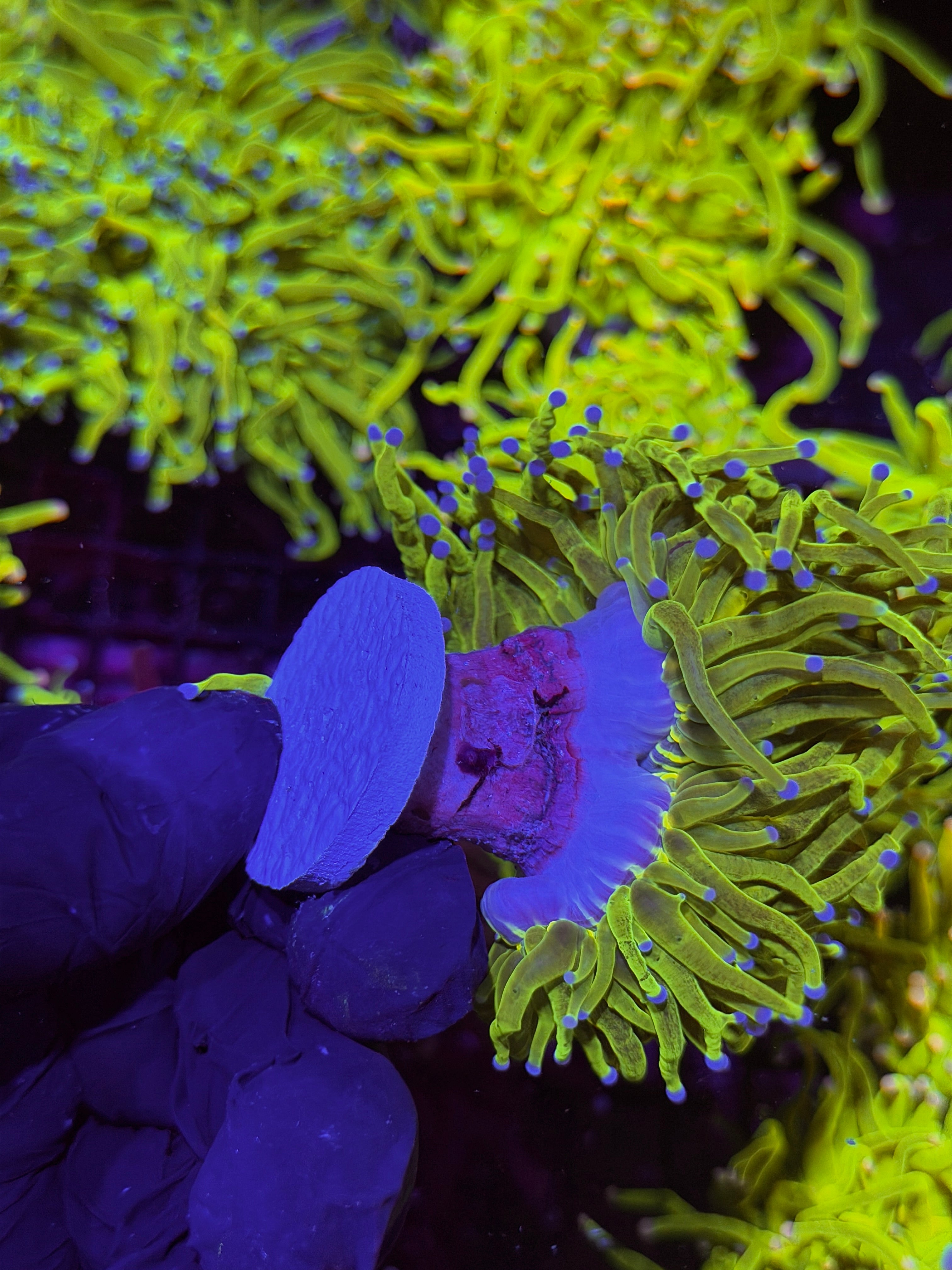 JEA Glitter Holy Grail Torch Coral 2 Heads XXL