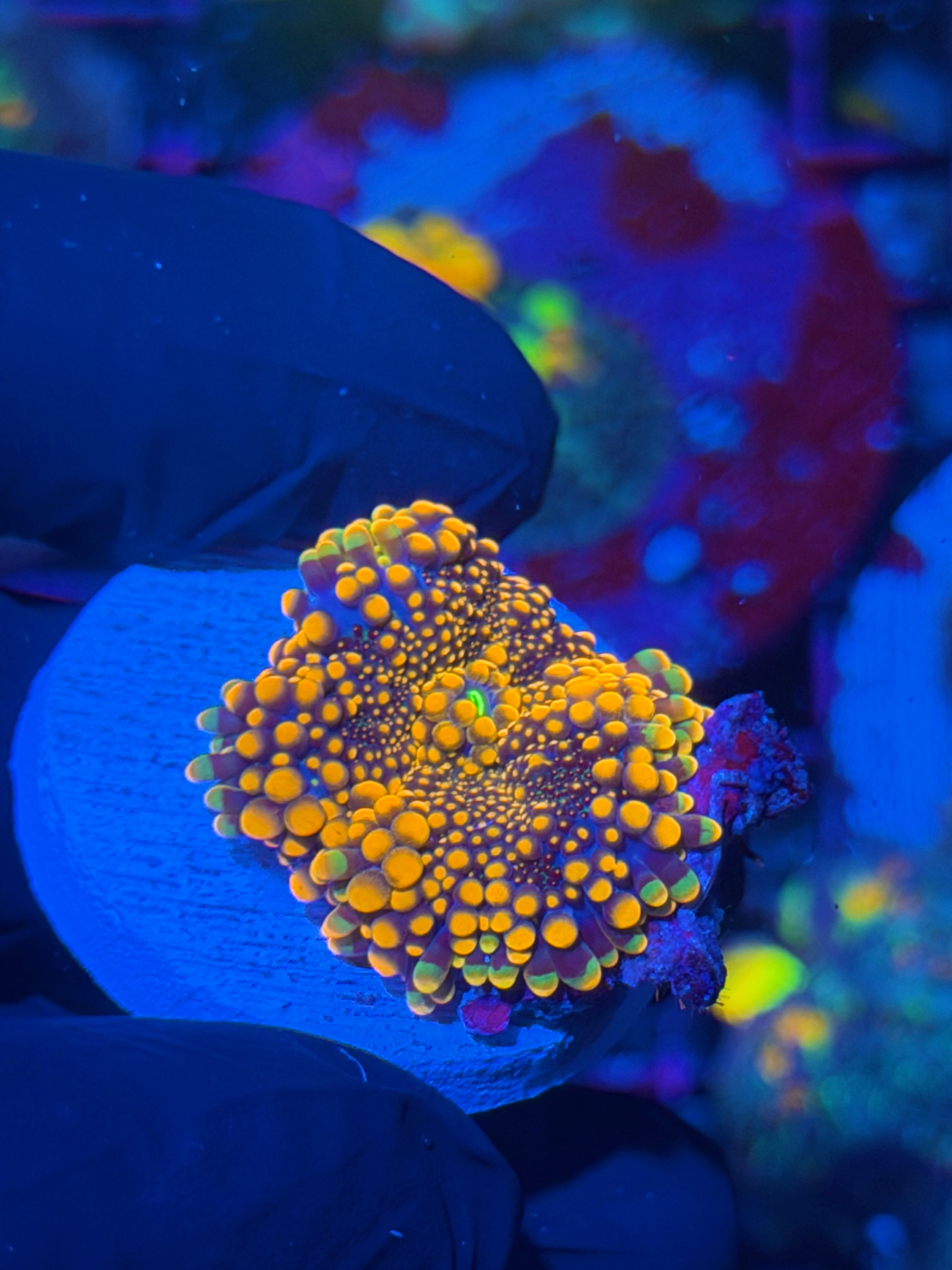 JEA King Kong Mushroom Coral 12/1