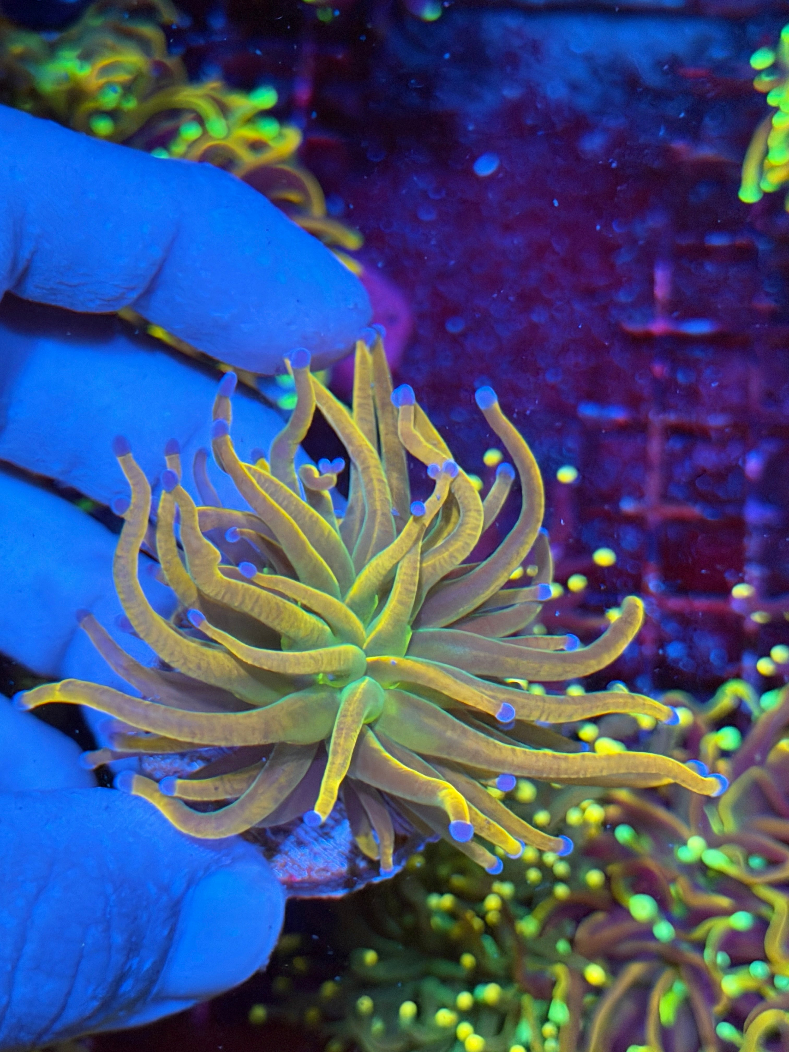 JEA Shiny Dragon Tamer Torch Coral 1 Xl Head