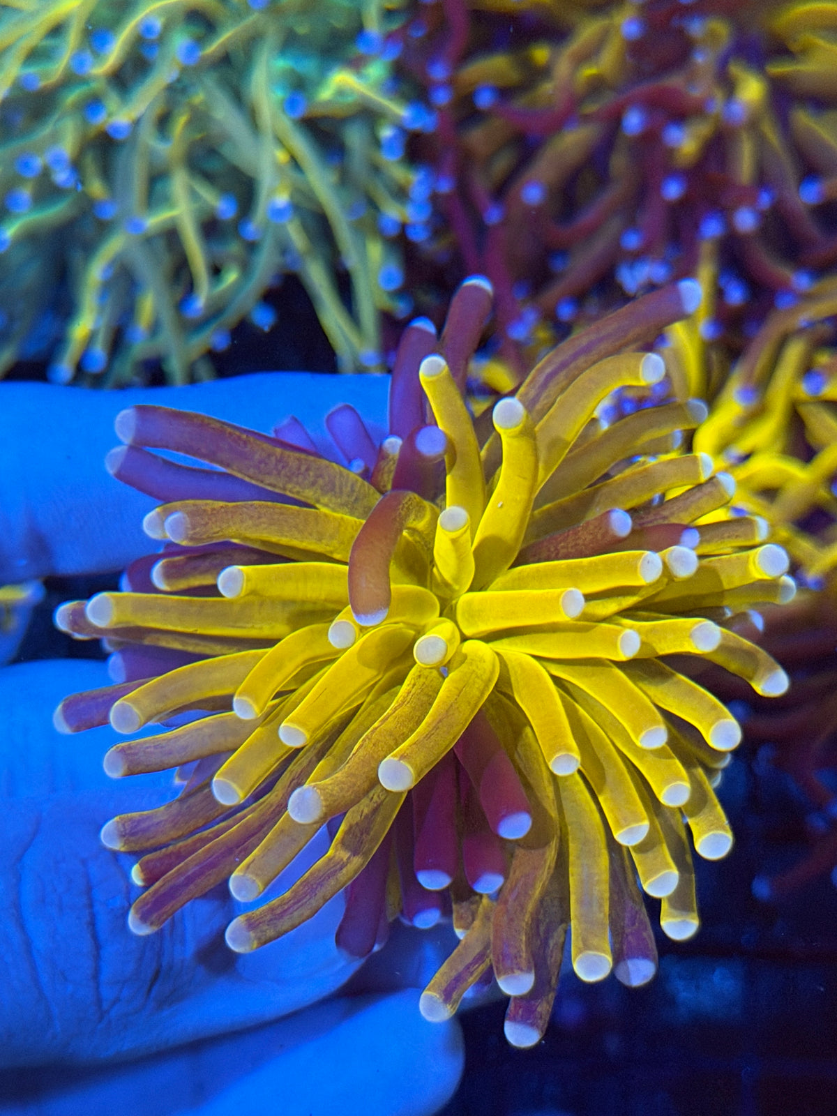 JEA Grafted Orange Tiger Torch Coral Pink Tips RARE 9/22