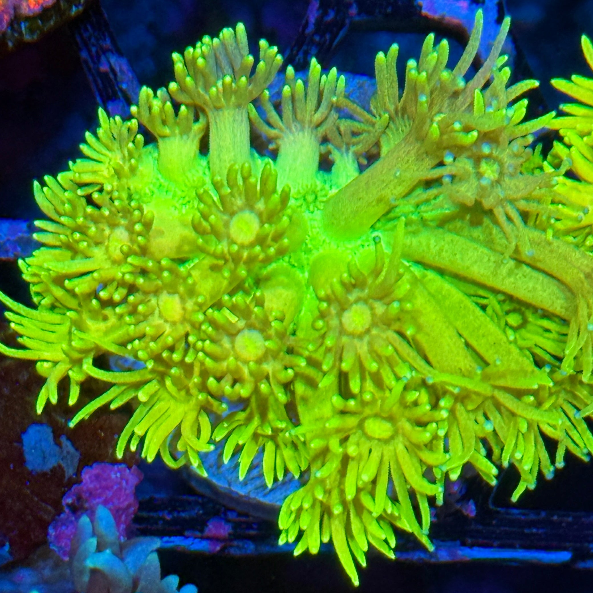 JEA Hi Lighter Goniopora Coral 10/12