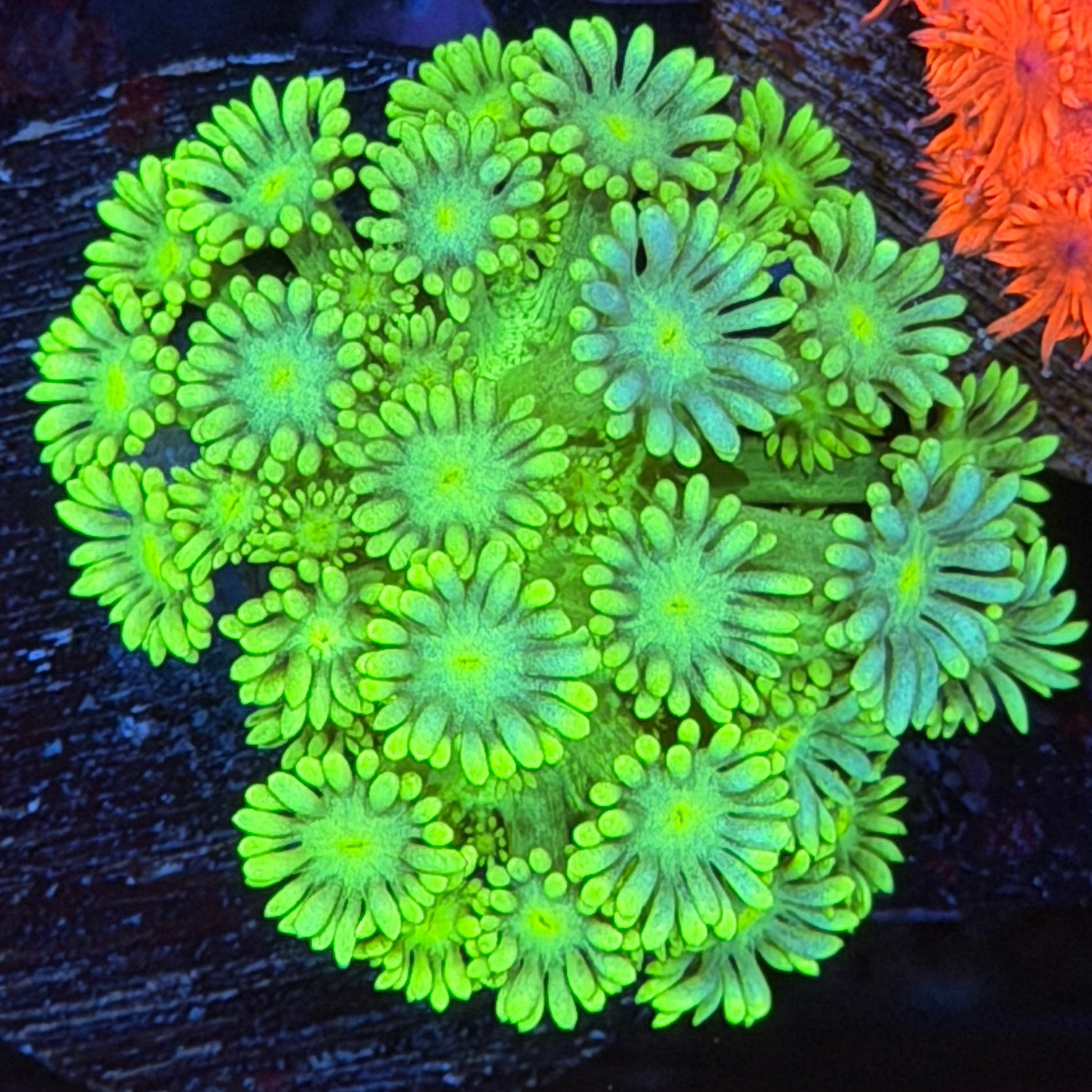 JEA Lemon Lime Goniopora Coral 3/16