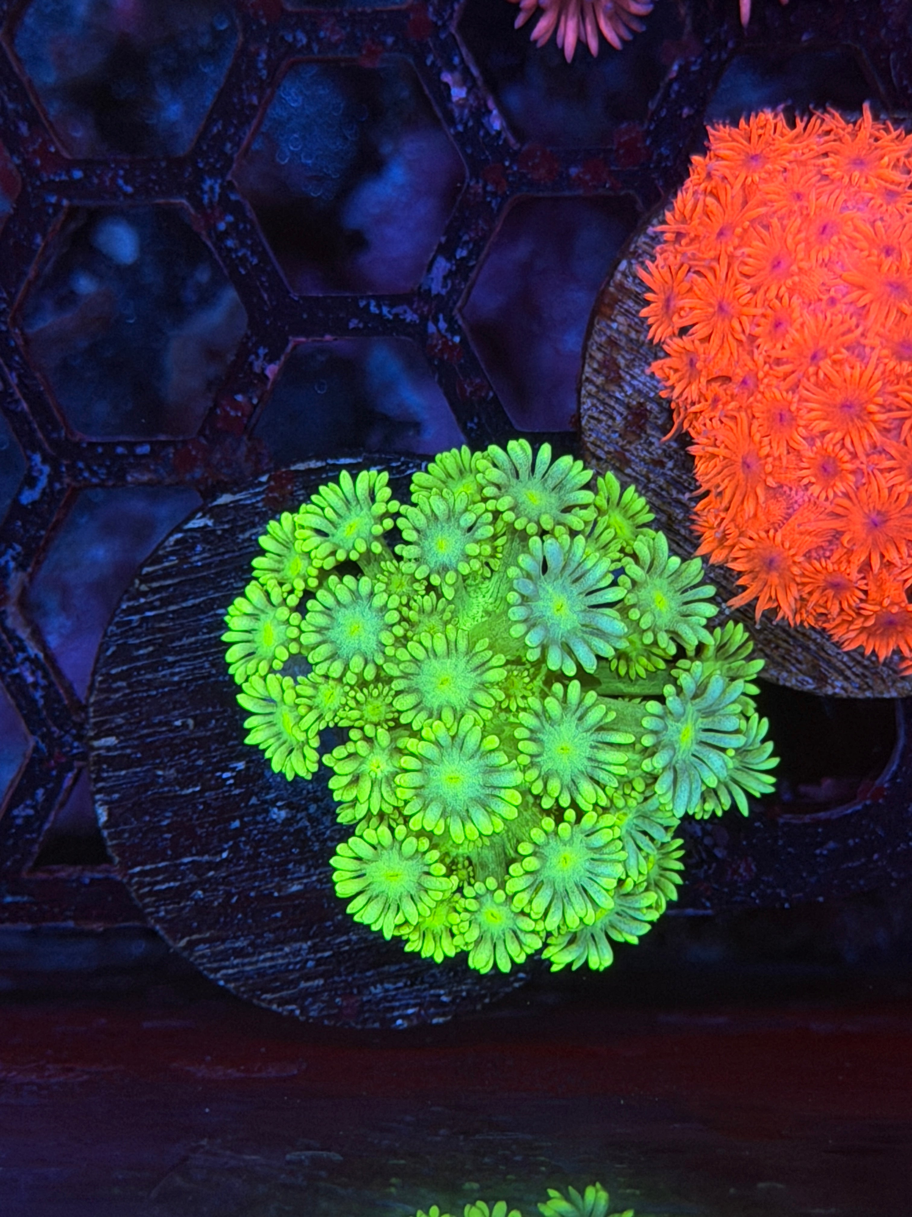 JEA Lemon Lime Goniopora Coral 3/16