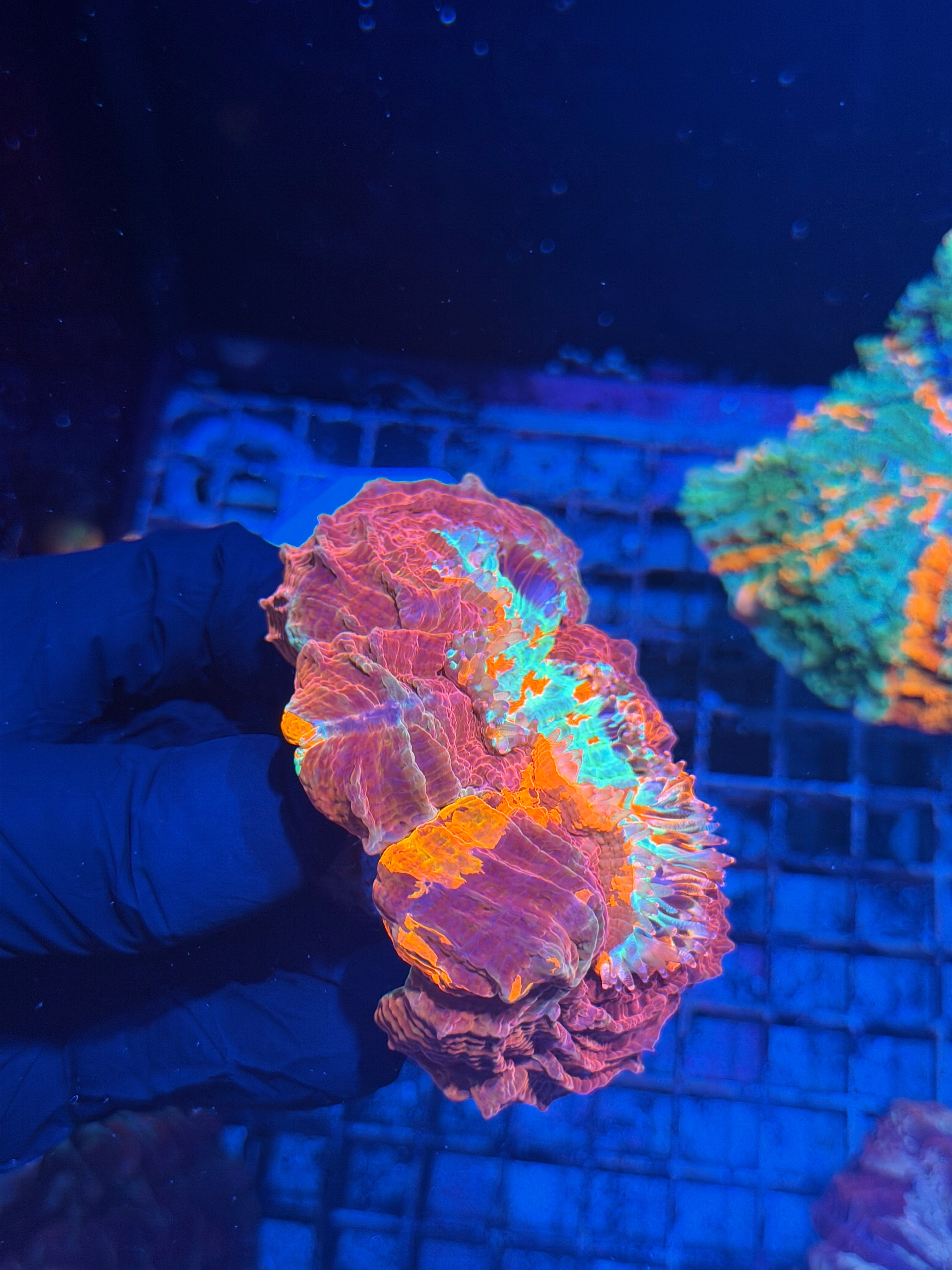 Unique Striped Acanthophyllia Meat Coral XL