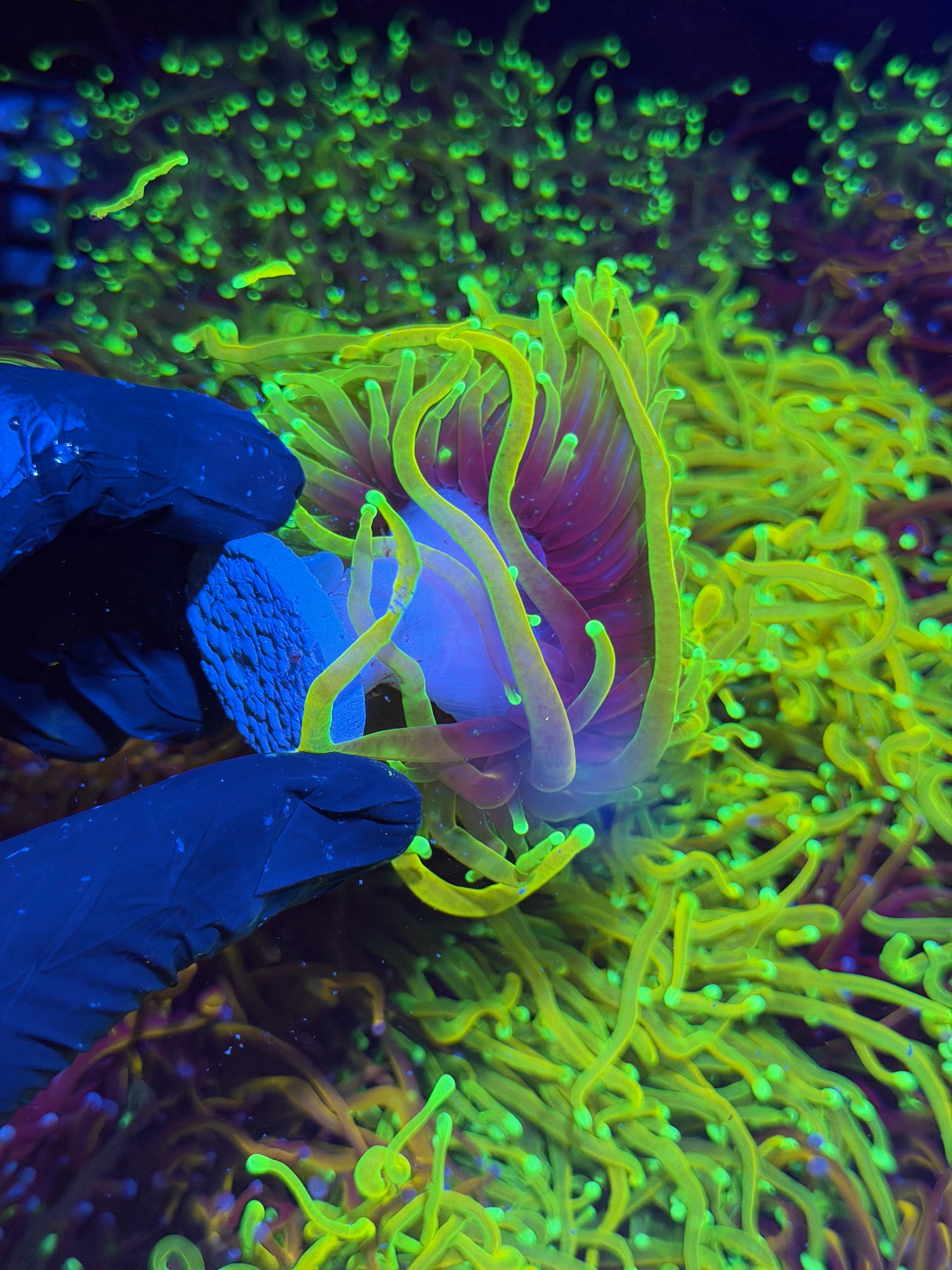JEA Hellfire Torch Coral 1 XL Head Splitting to 3