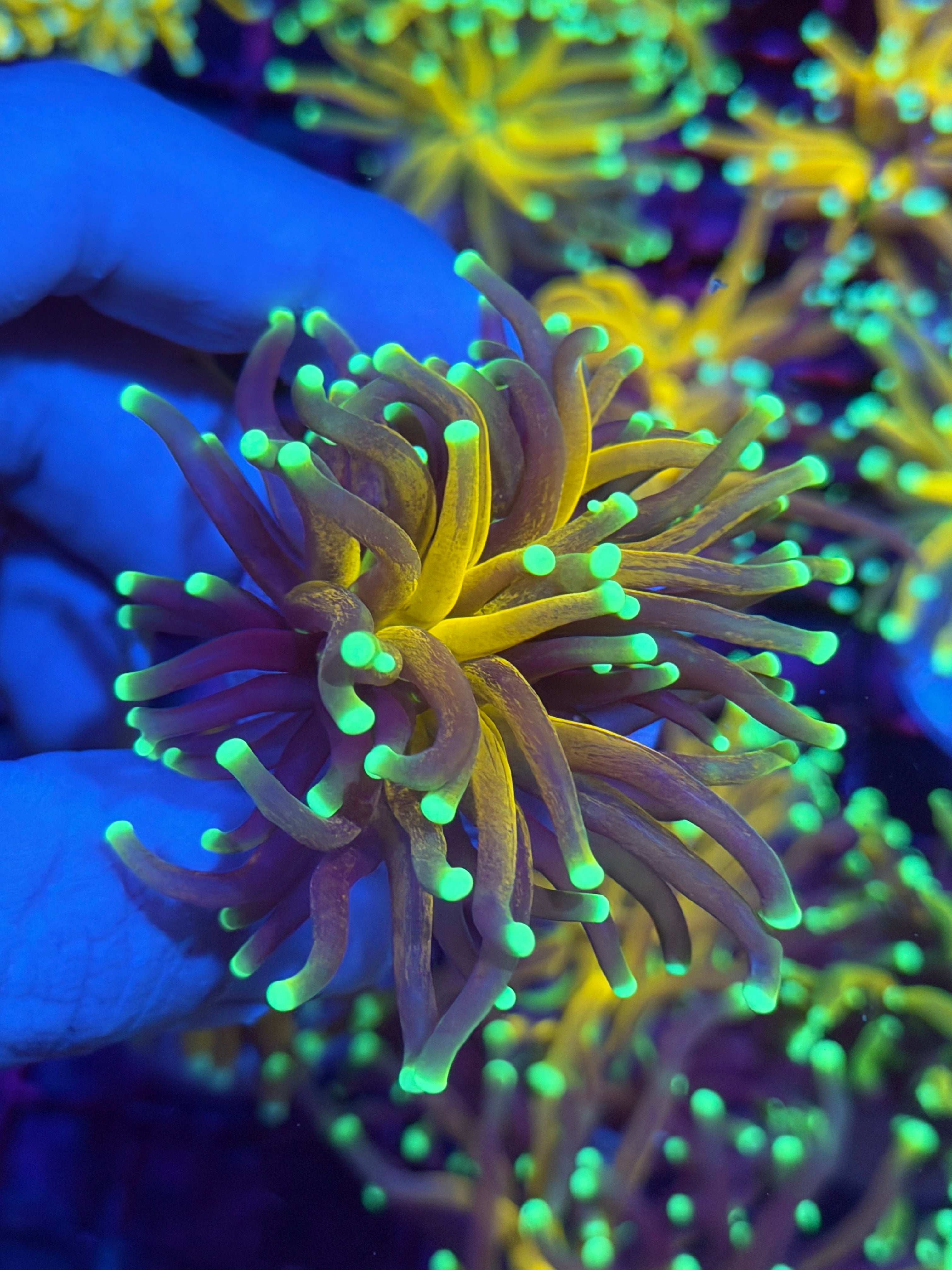JEA Green Tip Tiger Torch Coral 1 Head (Branching) 11/28