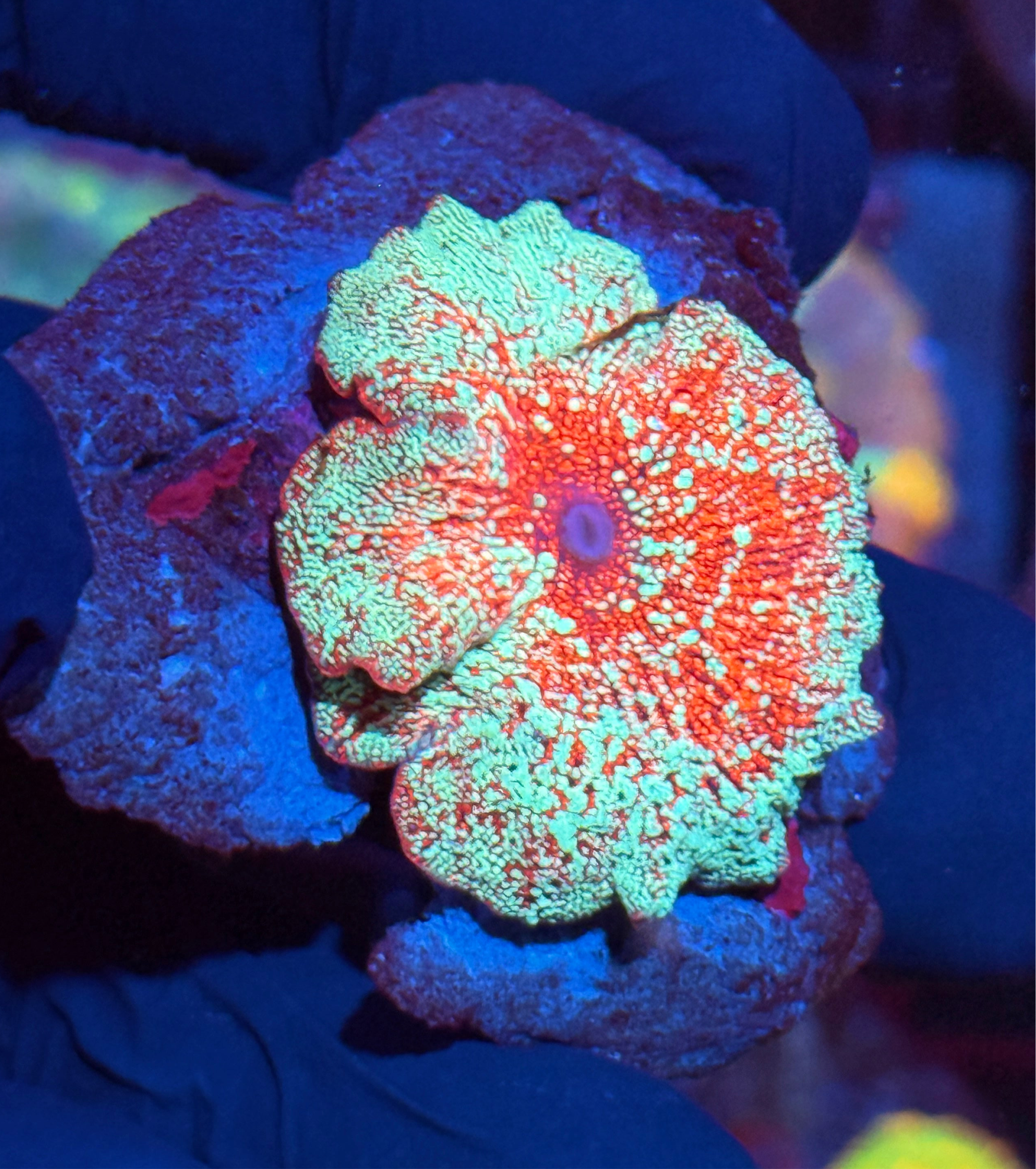 JEA Game Over  Discosoma Mushroom Coral XL INSANE