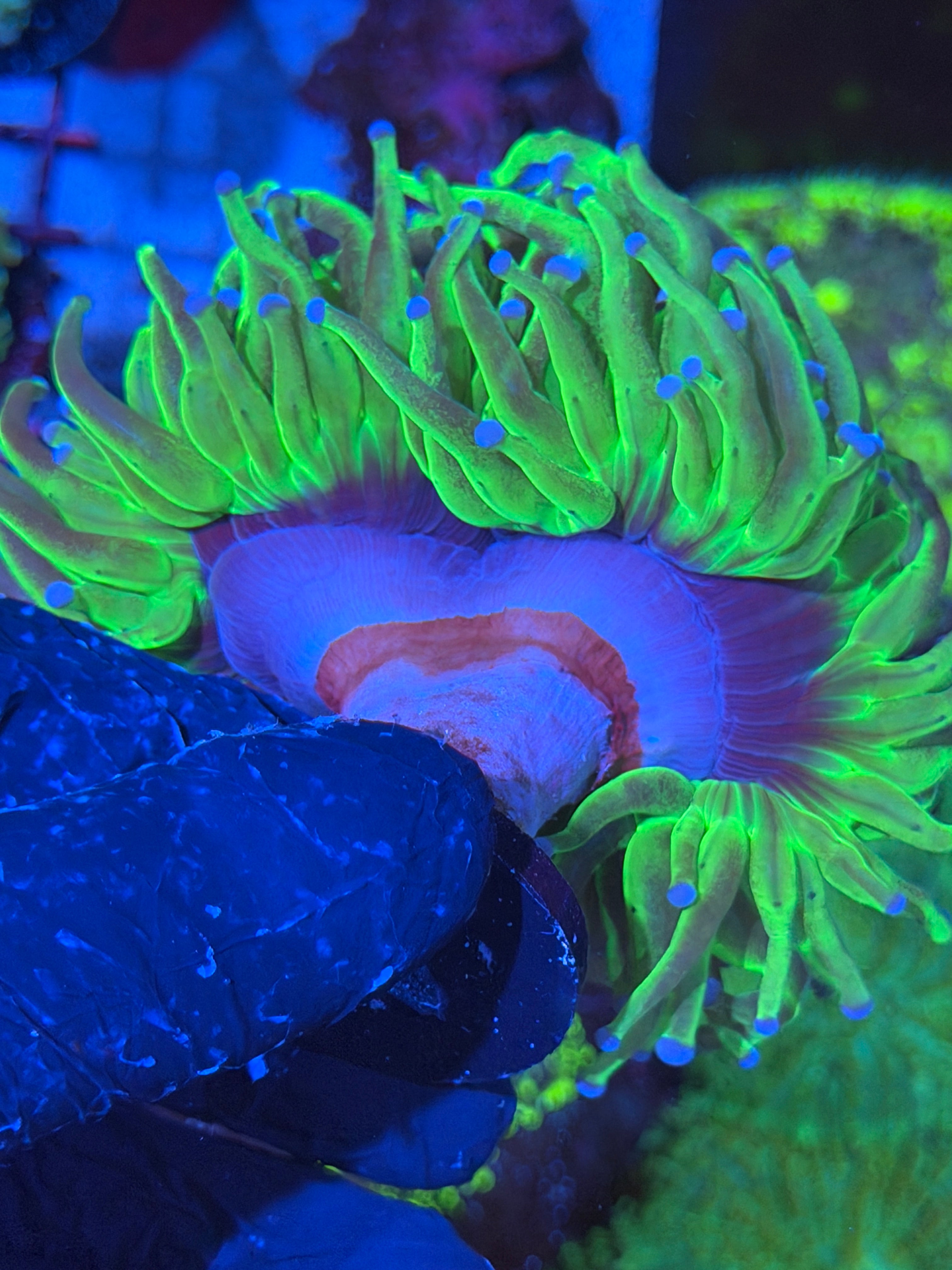 JEA Grafted Holy Grail Torch Coral 2 XXXL Heads Show Size