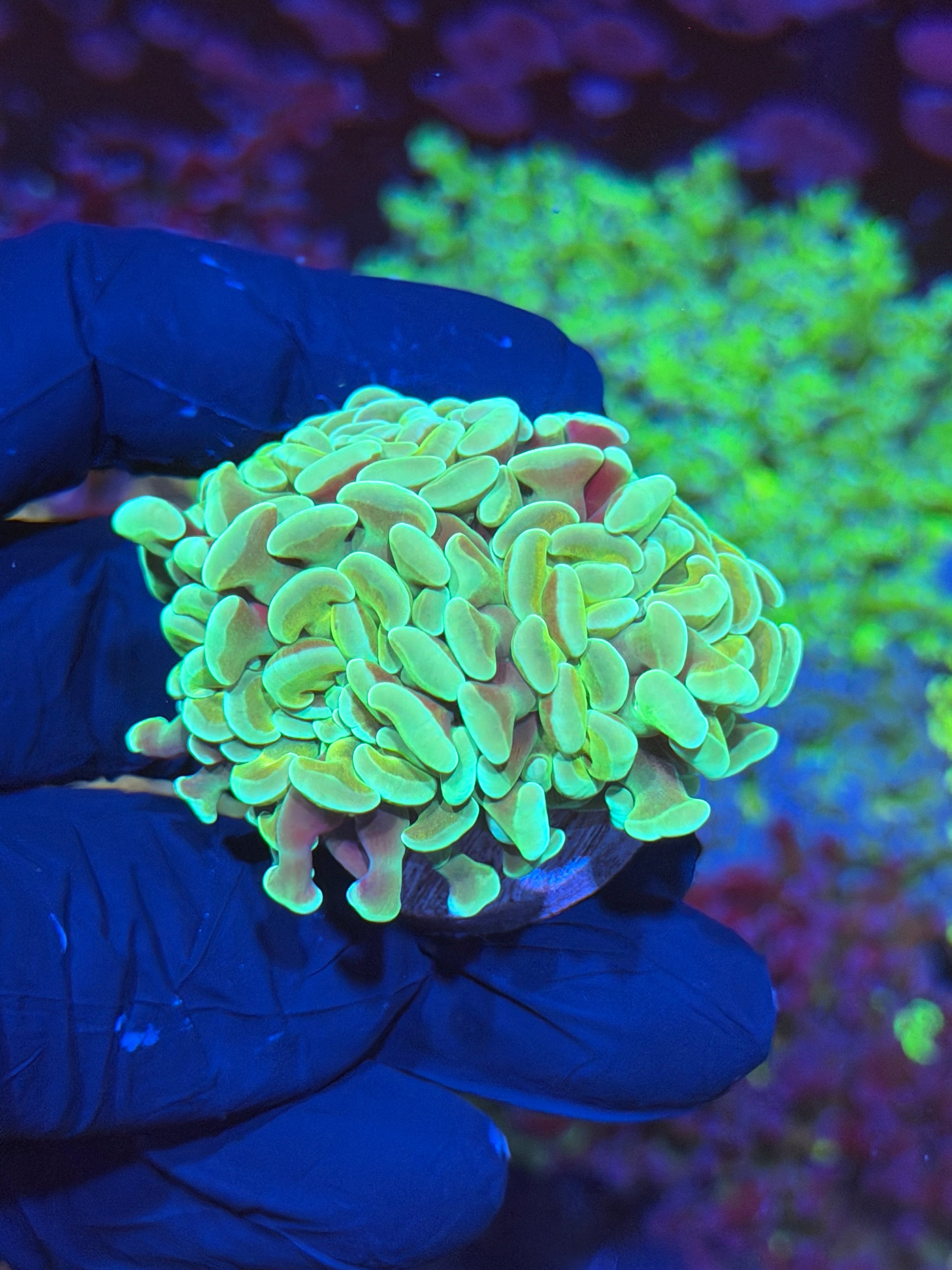 JEA Rotten Apple Hammer Coral 3 Heads XL 6/4