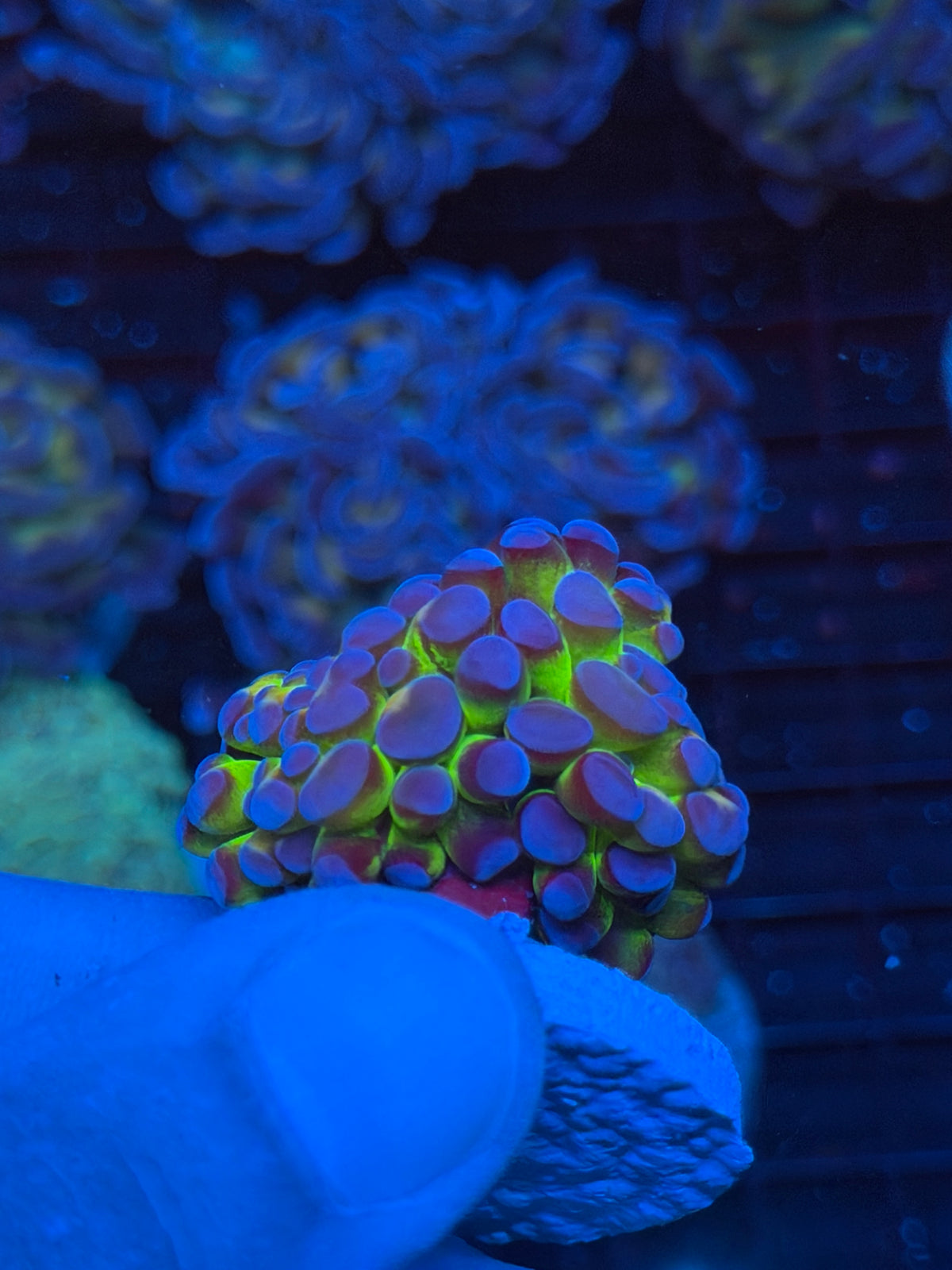 JEA Ectoplasm Grafted Hammer Coral 1 XL Head *Only Frag Available* 9/22