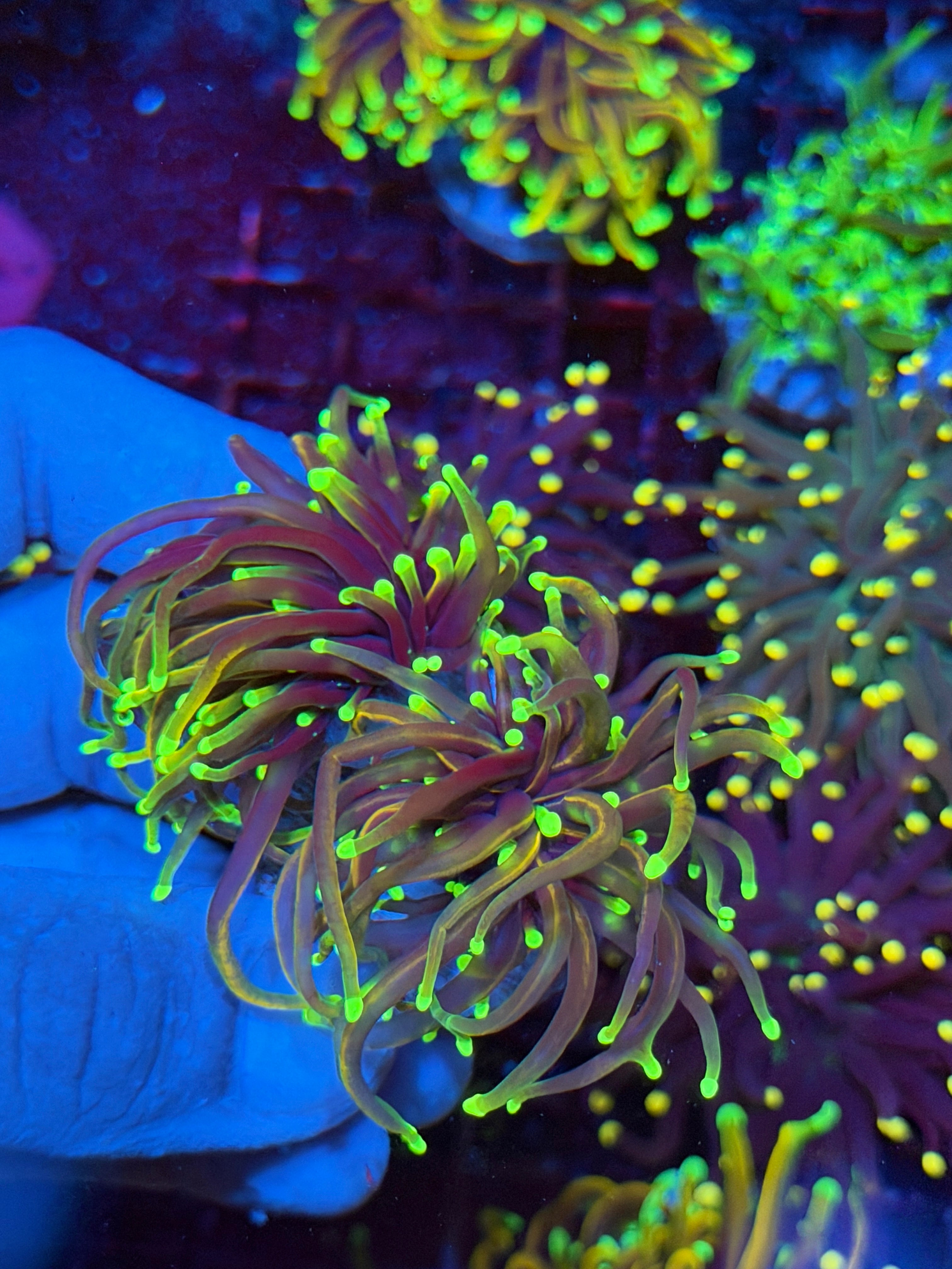 JEA Goldmember Torch Coral 2 Heads XL