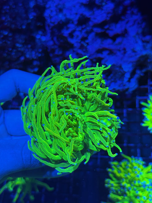 JEA Jolly Rancher Holy Grail Torch Coral 2 Heads Splitting XXL BRIGHT