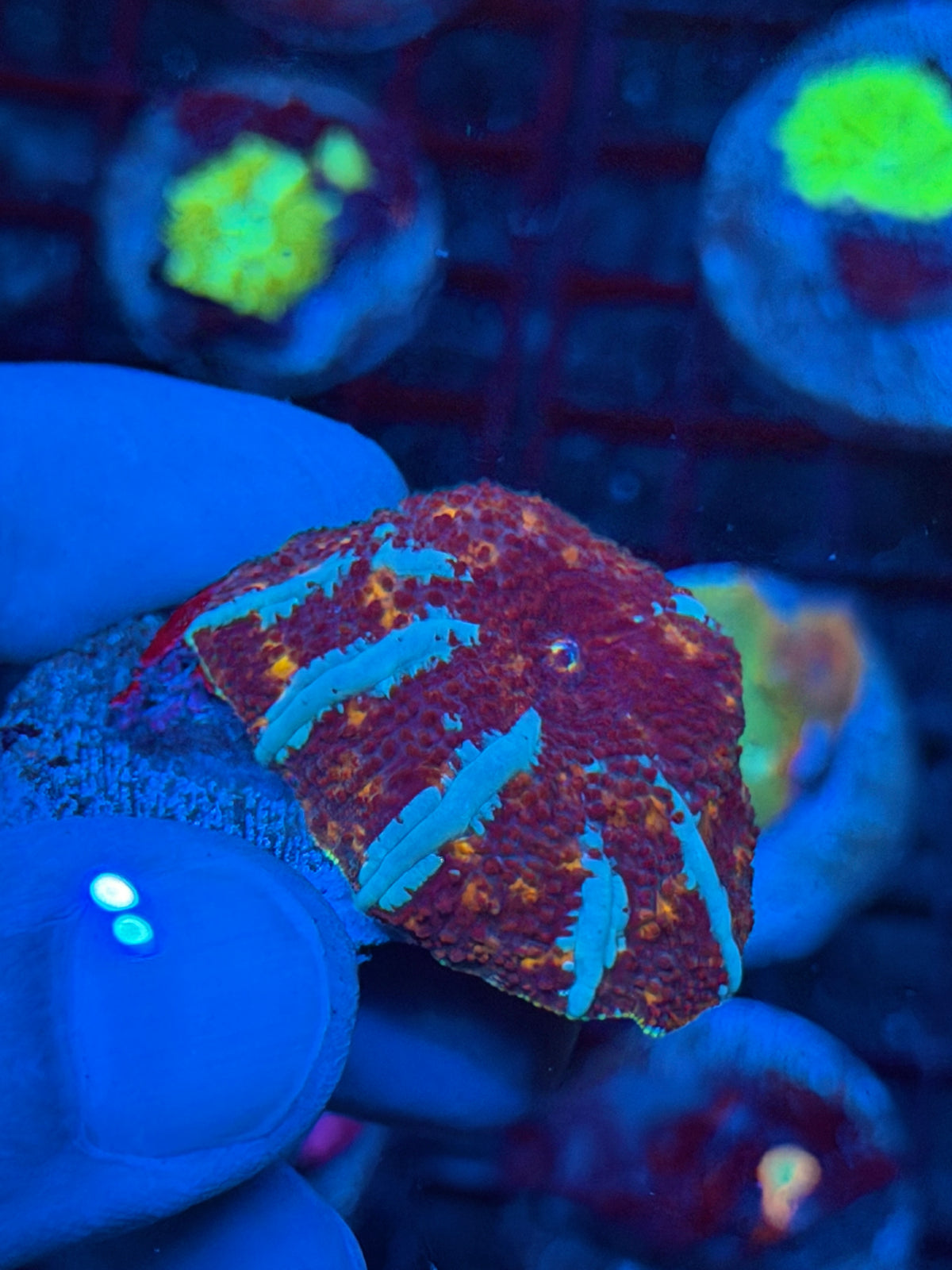 JEA Riot Shield Jawbreaker Mushroom Coral 9/21