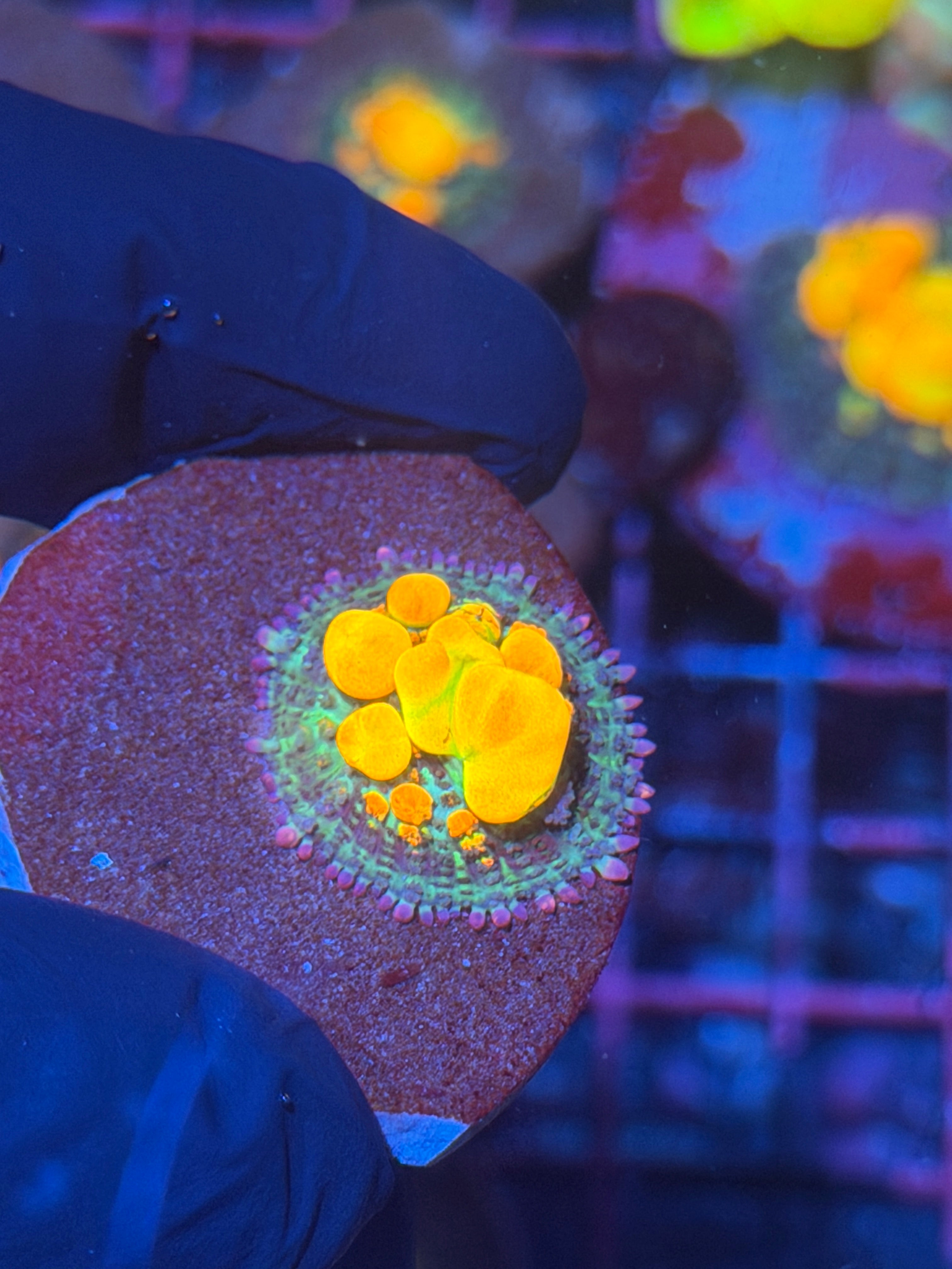 WWC OG Bounce Mushroom Coral 11/28
