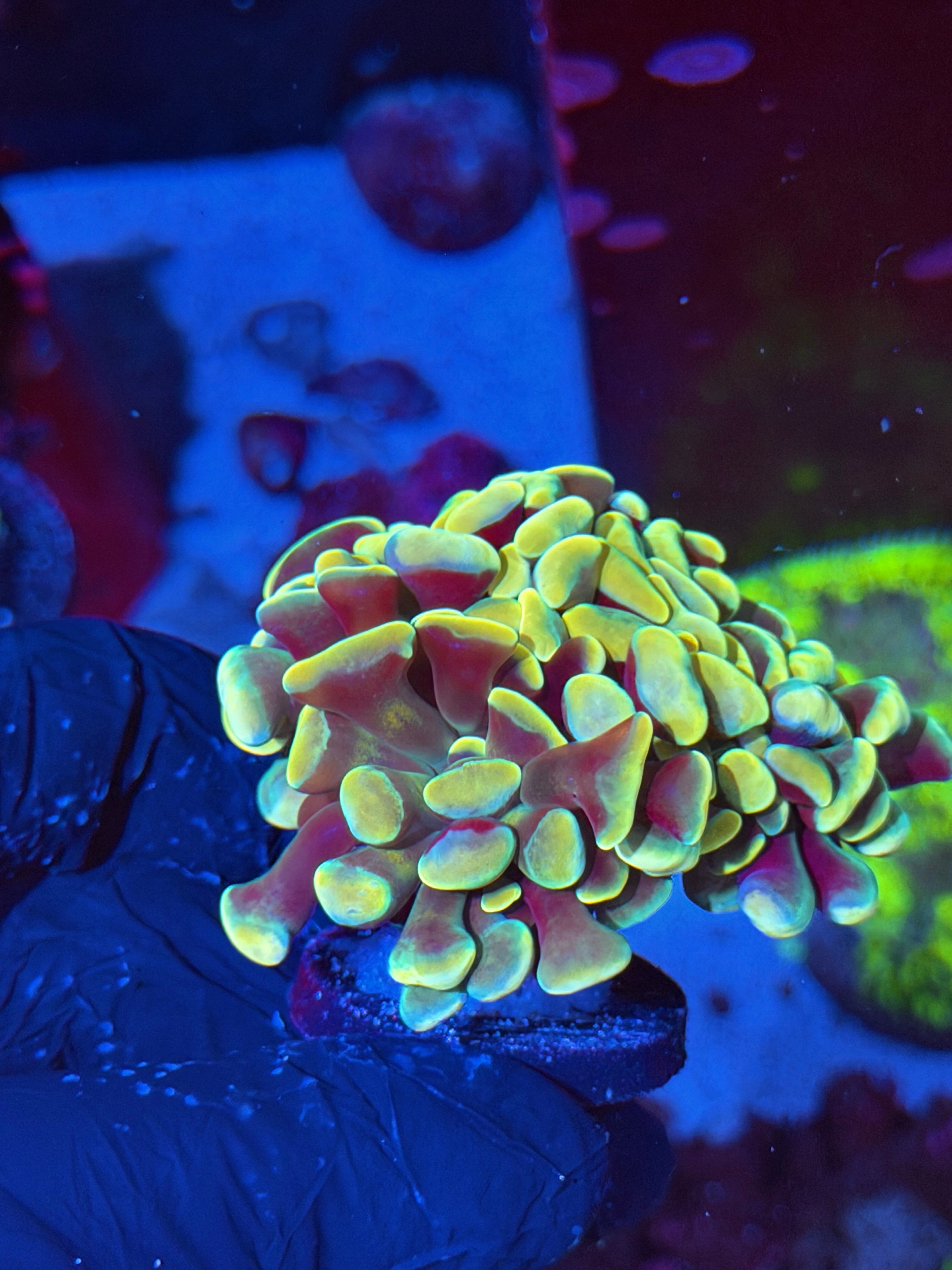 JEA Holy Mac Hammer Coral 2 Heads XXL