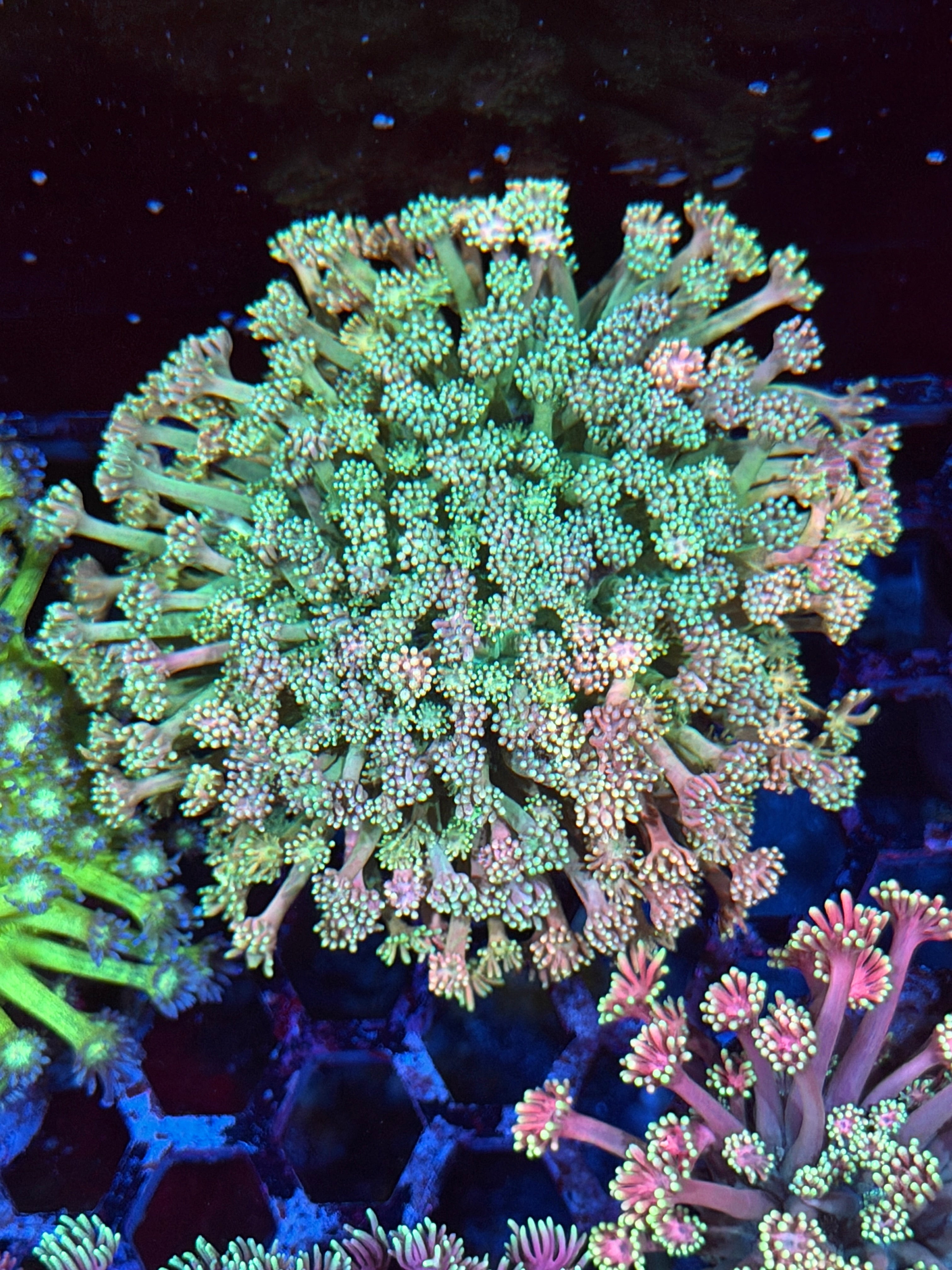 JEA Fun Dip Goniopora Coral Colony XXXL