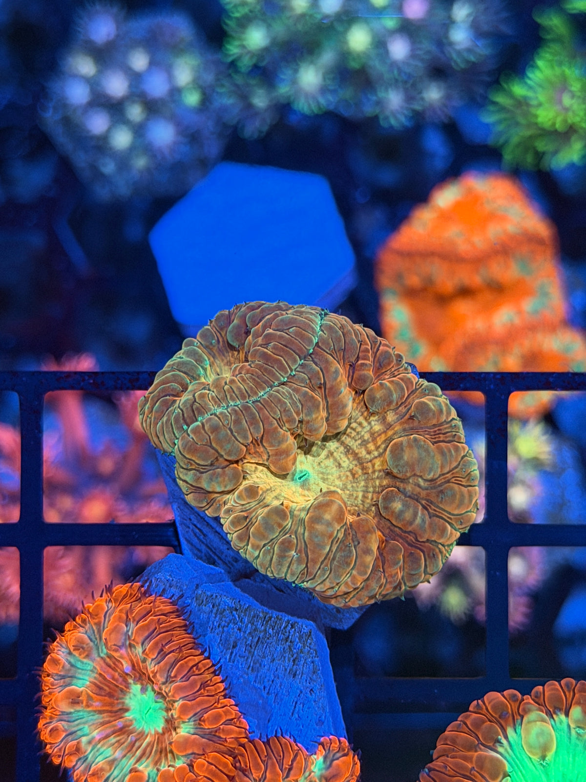 JEA Big Bang Blastomussa Coral 2 Heads XL 9/27