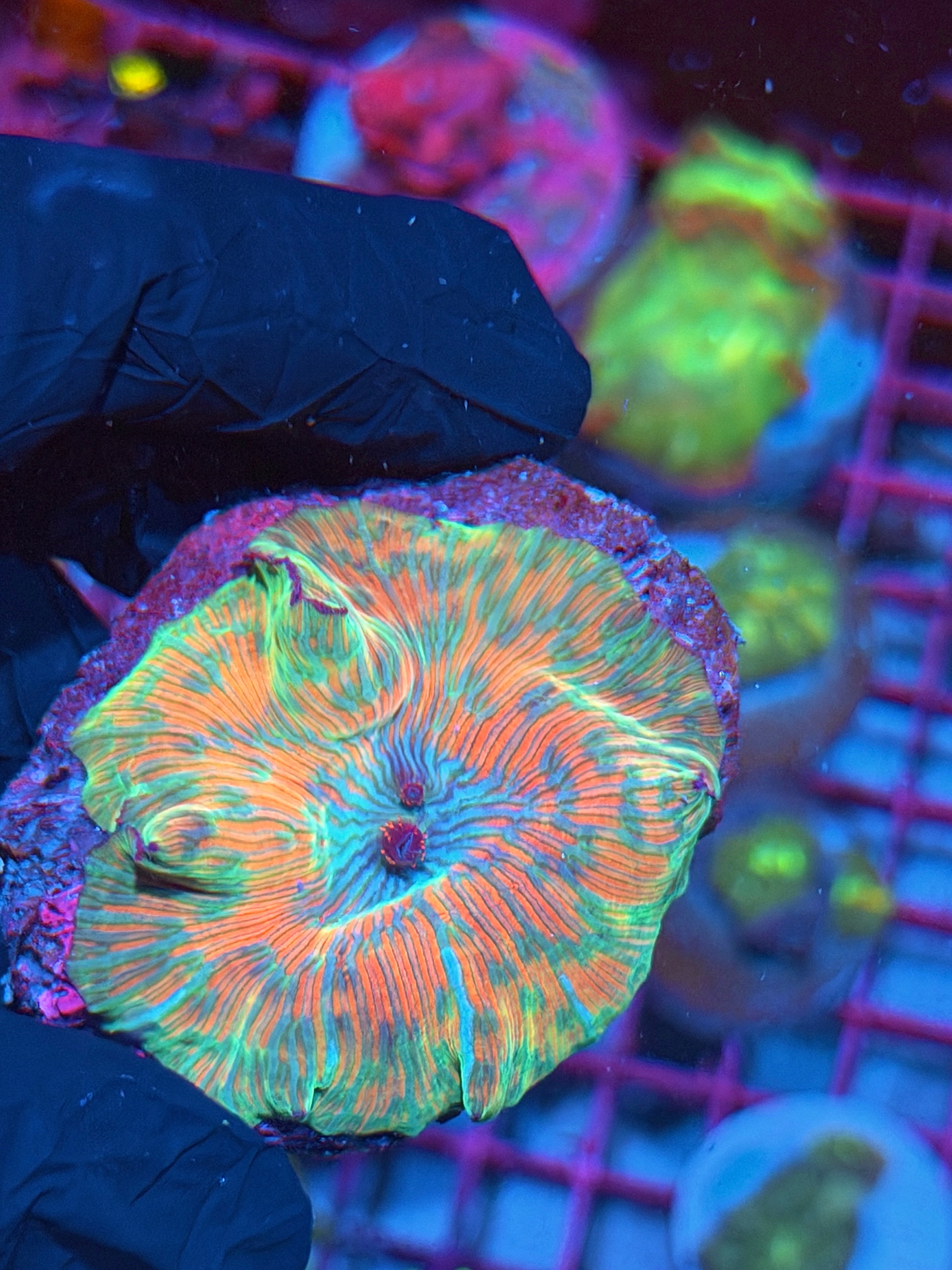 JEA Zebra Candy Eclectus Jawbreaker Mushroom Coral XXL INSANE 8/1