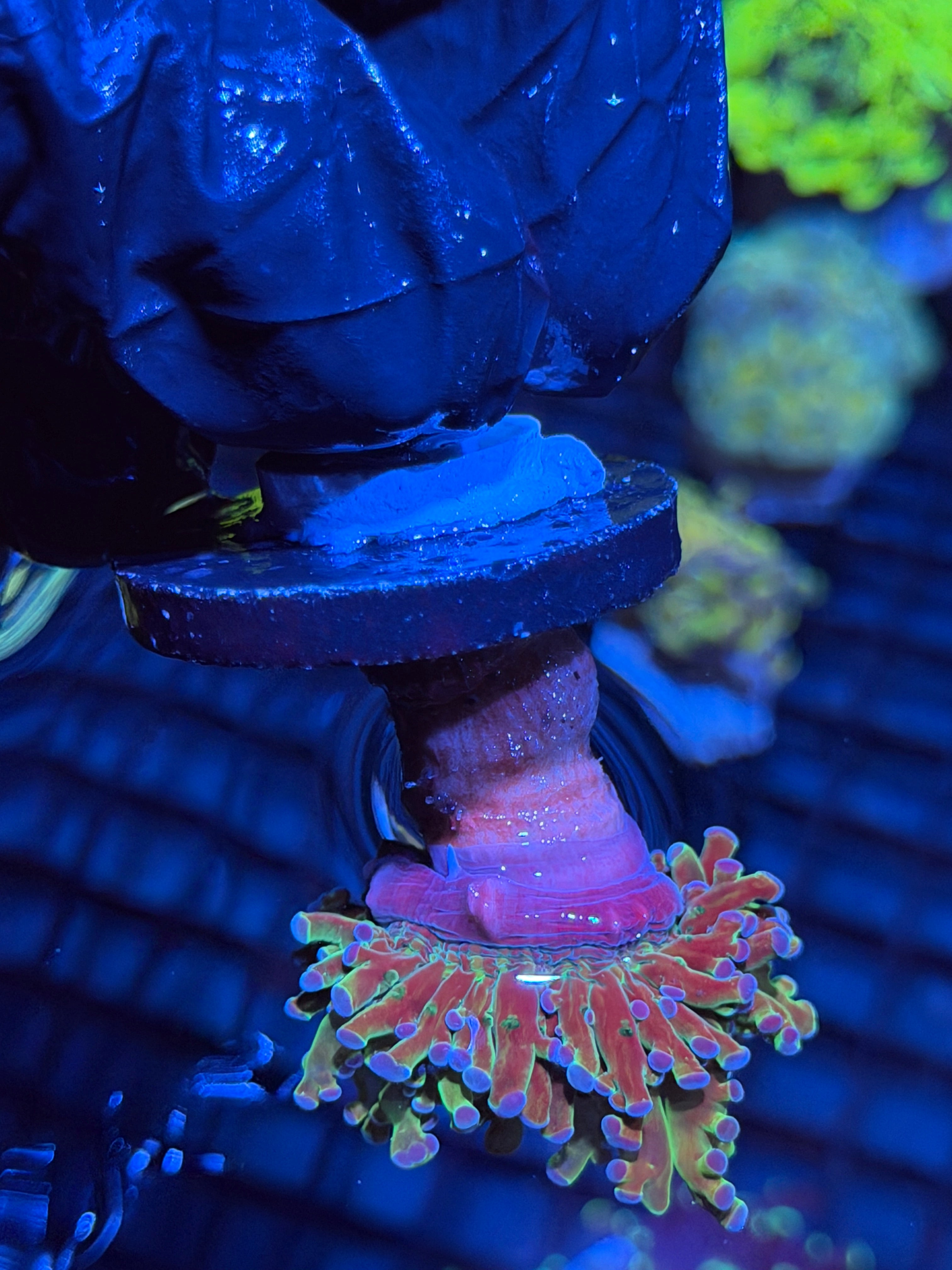 JEA Holy Relic Frogspawn Coral 1 XL Head 6/3