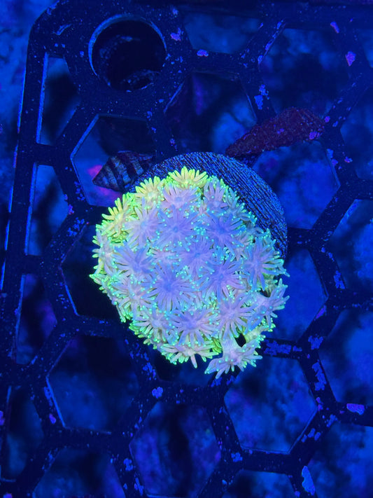 JEA Rainbow Madness Goniopora Coral