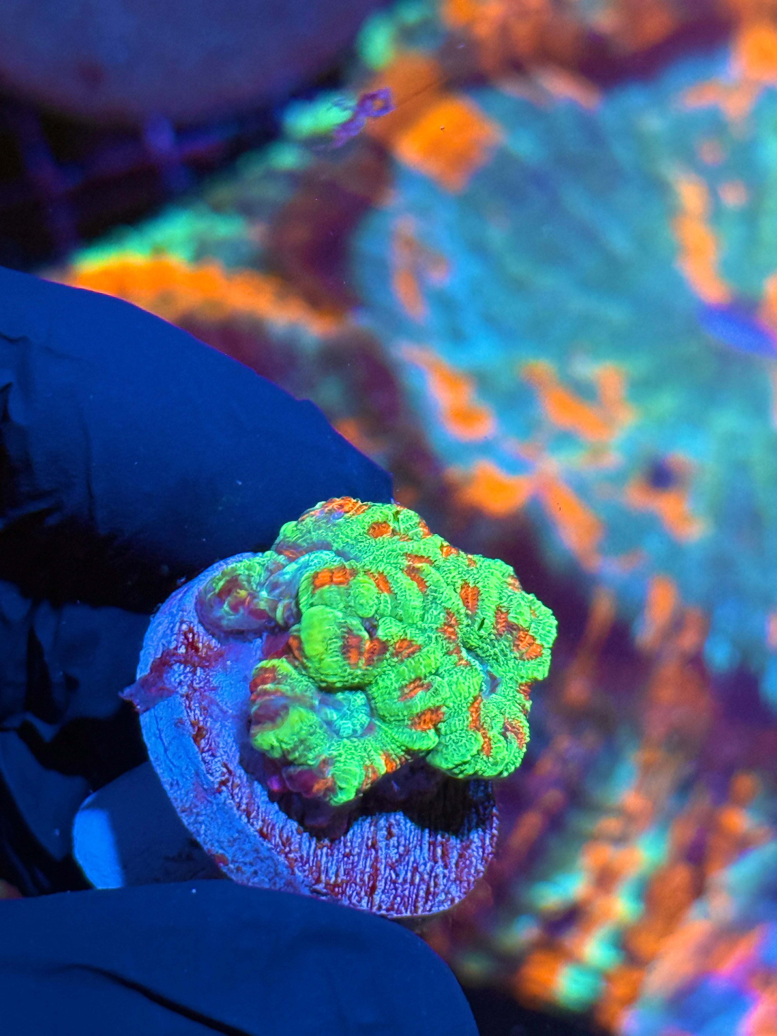 JEA Watermelon Splash Asian Acans 4 XL Heads