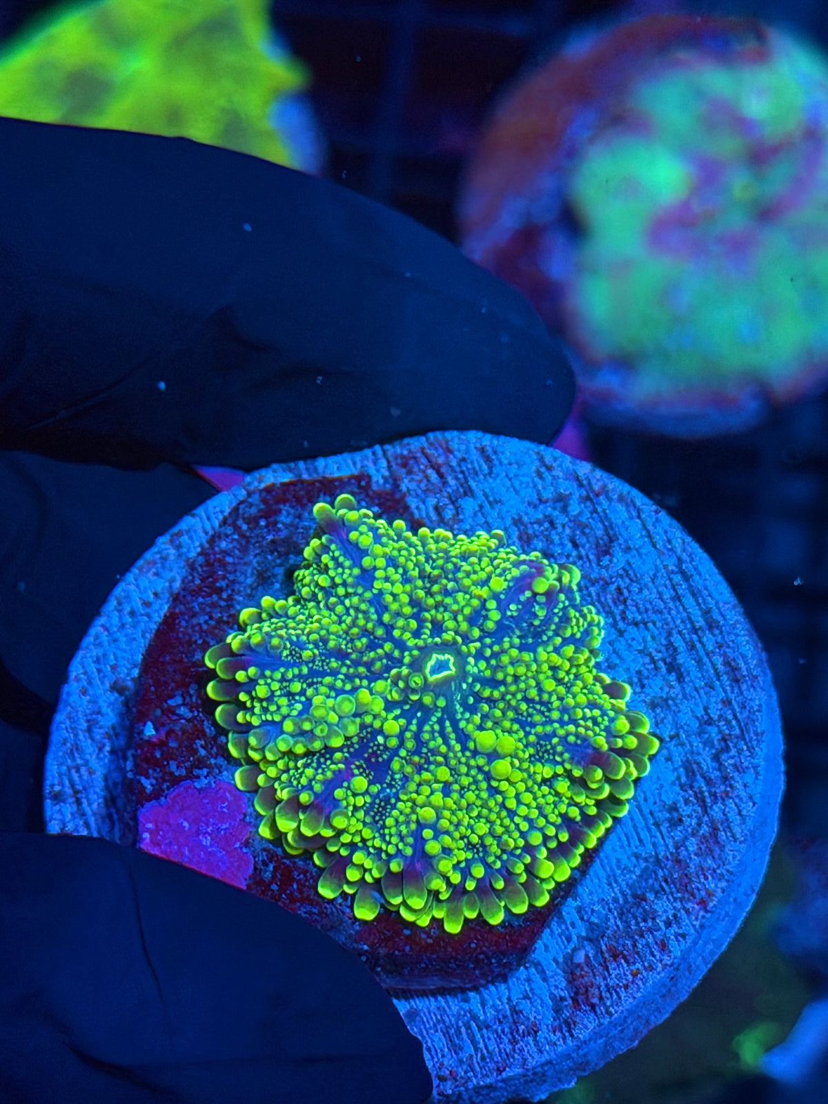 JEA Bubonic Plague Yuma Mushroom Coral Xl 2” Plate 9/28