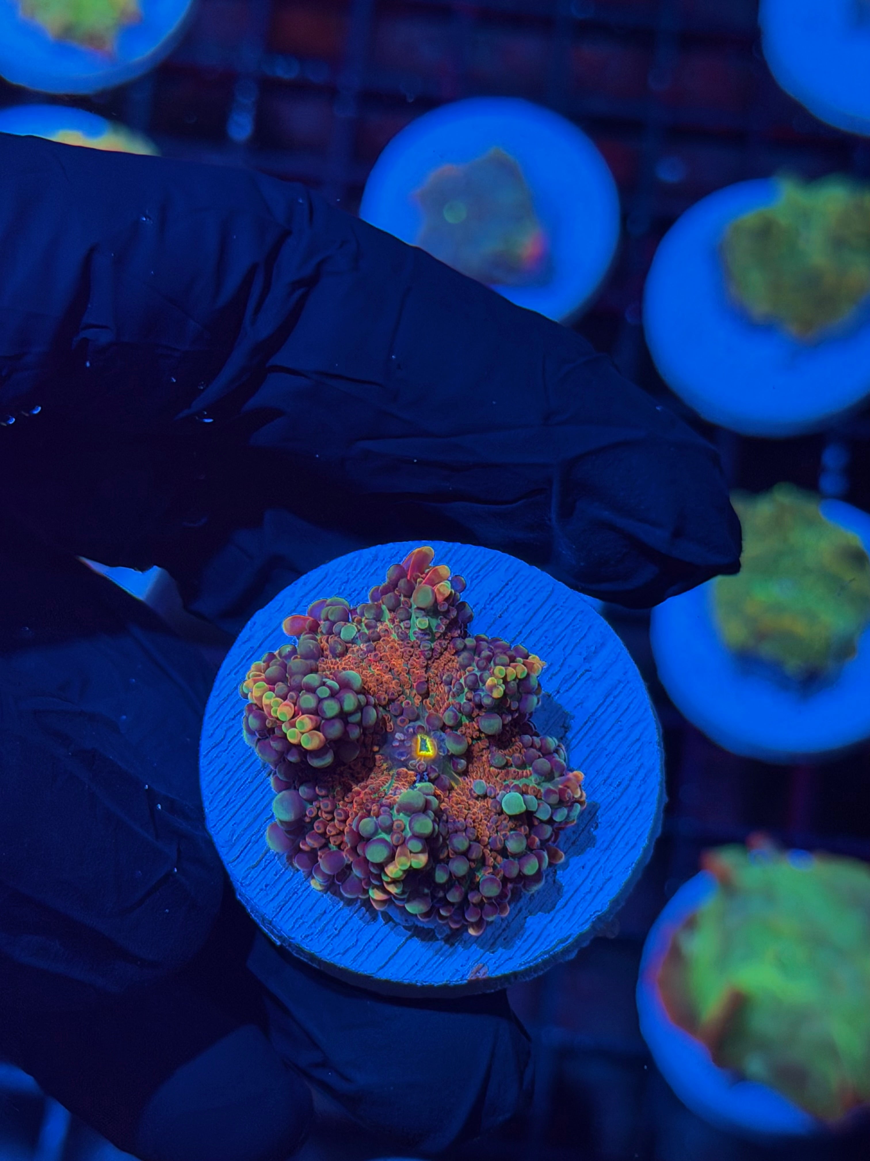 JEA Bubble Blaster Yuma Mushroom Coral *New Release* Small bounces 8/7