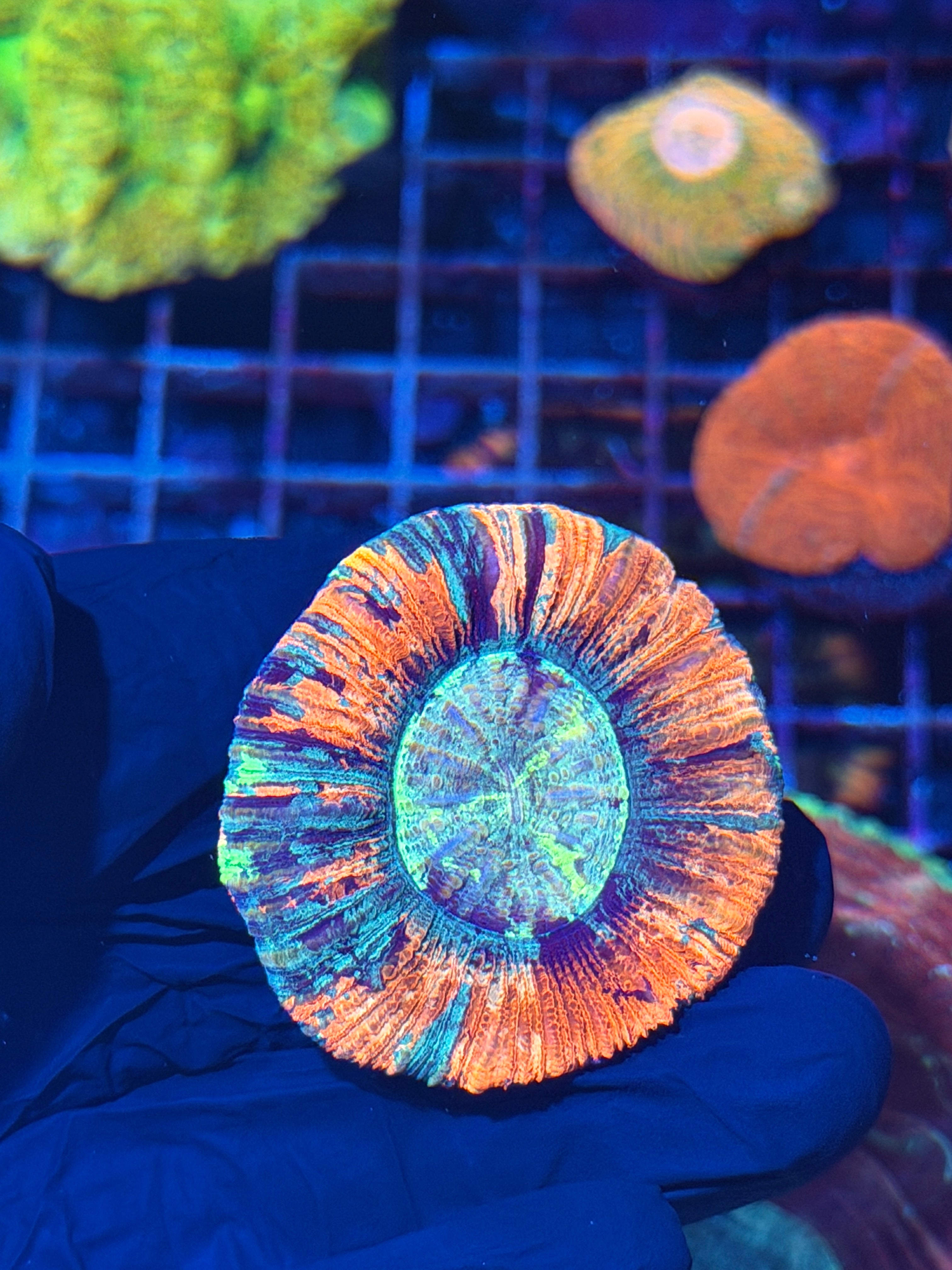 Unique Striped Multicolor Trachyphyllia Meat Coral