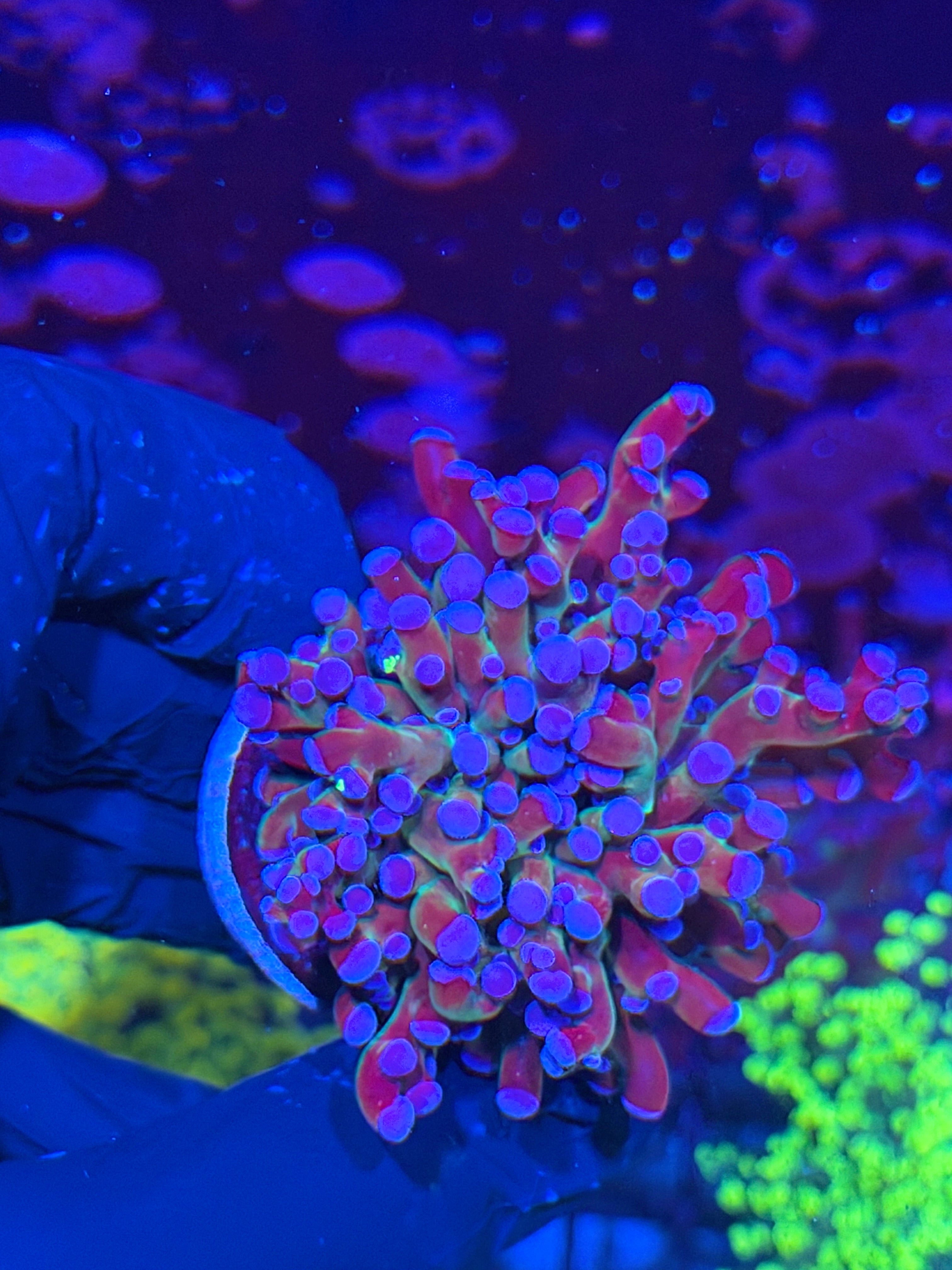 JEA Mardi Gras frogspawn Coral Grafted 1 XL Head Splitting 7/21