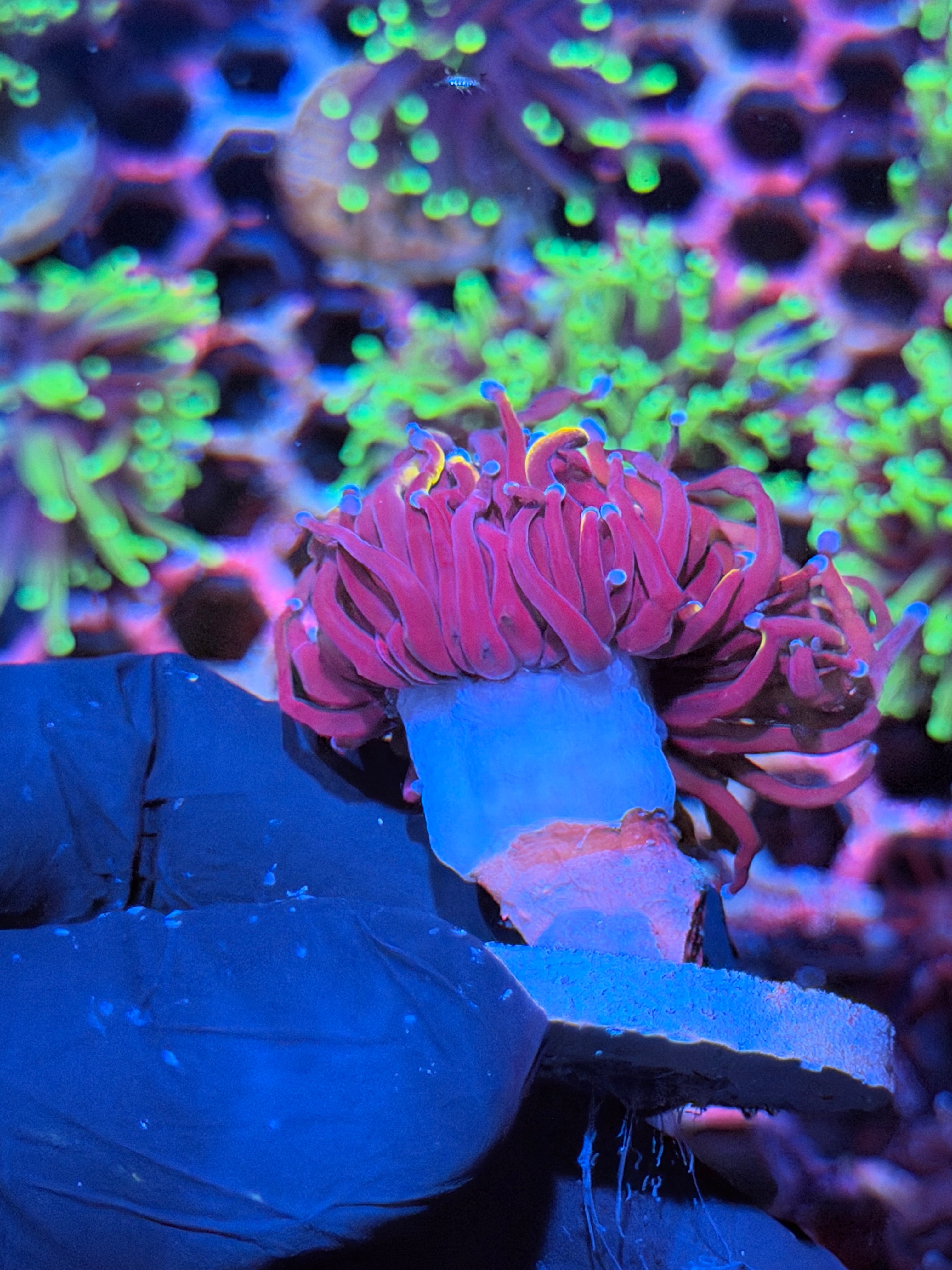 JEA Orange Peel Torch Coral 1 XL Head 9/5